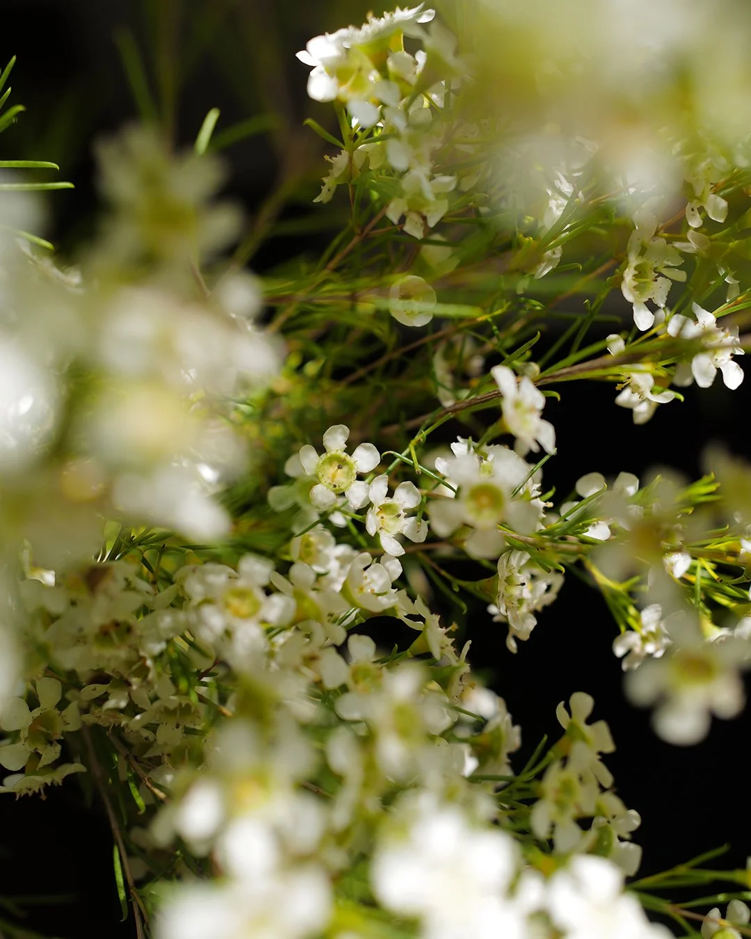 Close-up of small white flowers with green stems and leaves, blurred in the foreground and background.