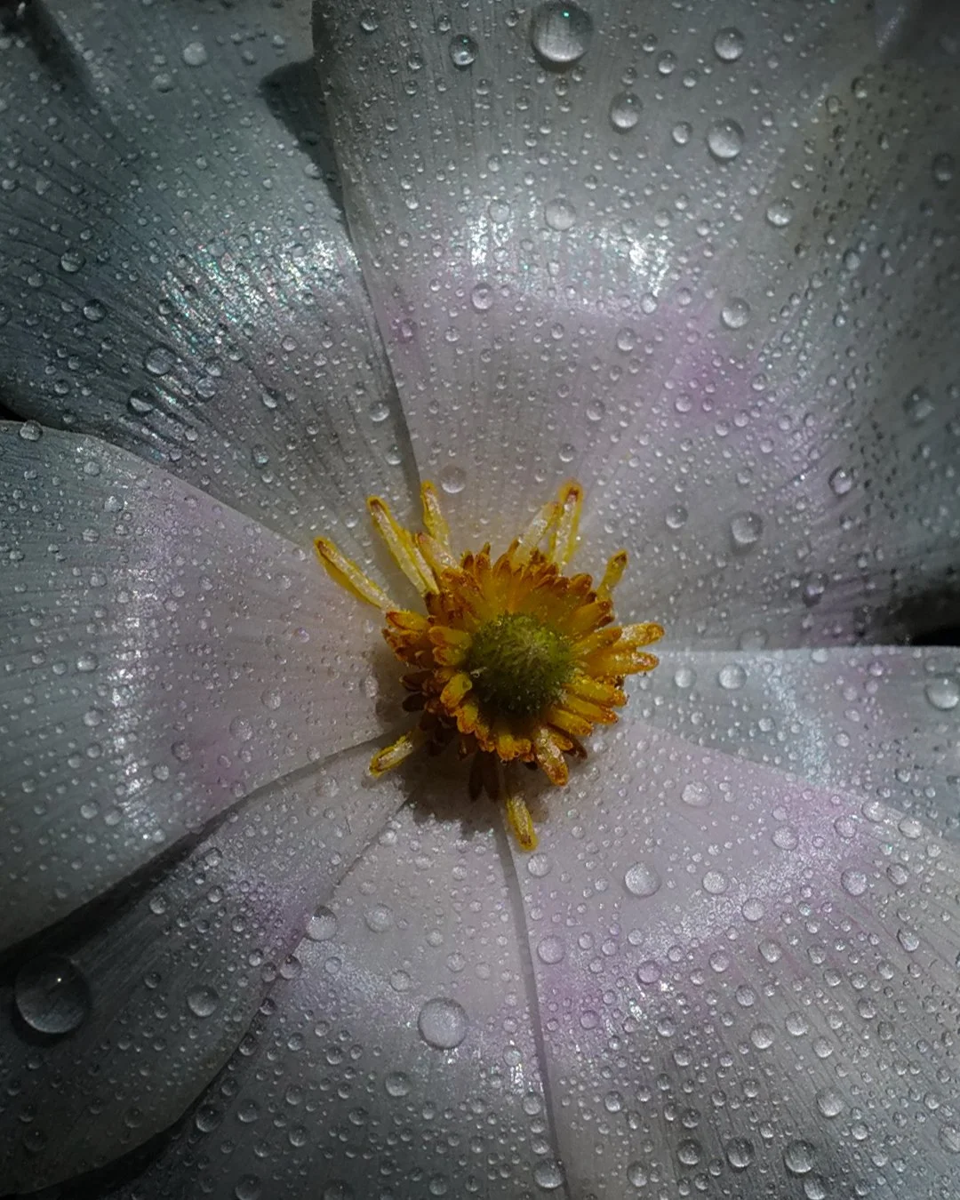 Close-up of a flower with raindrops on its petals and center, highlighting the texture and water droplets.