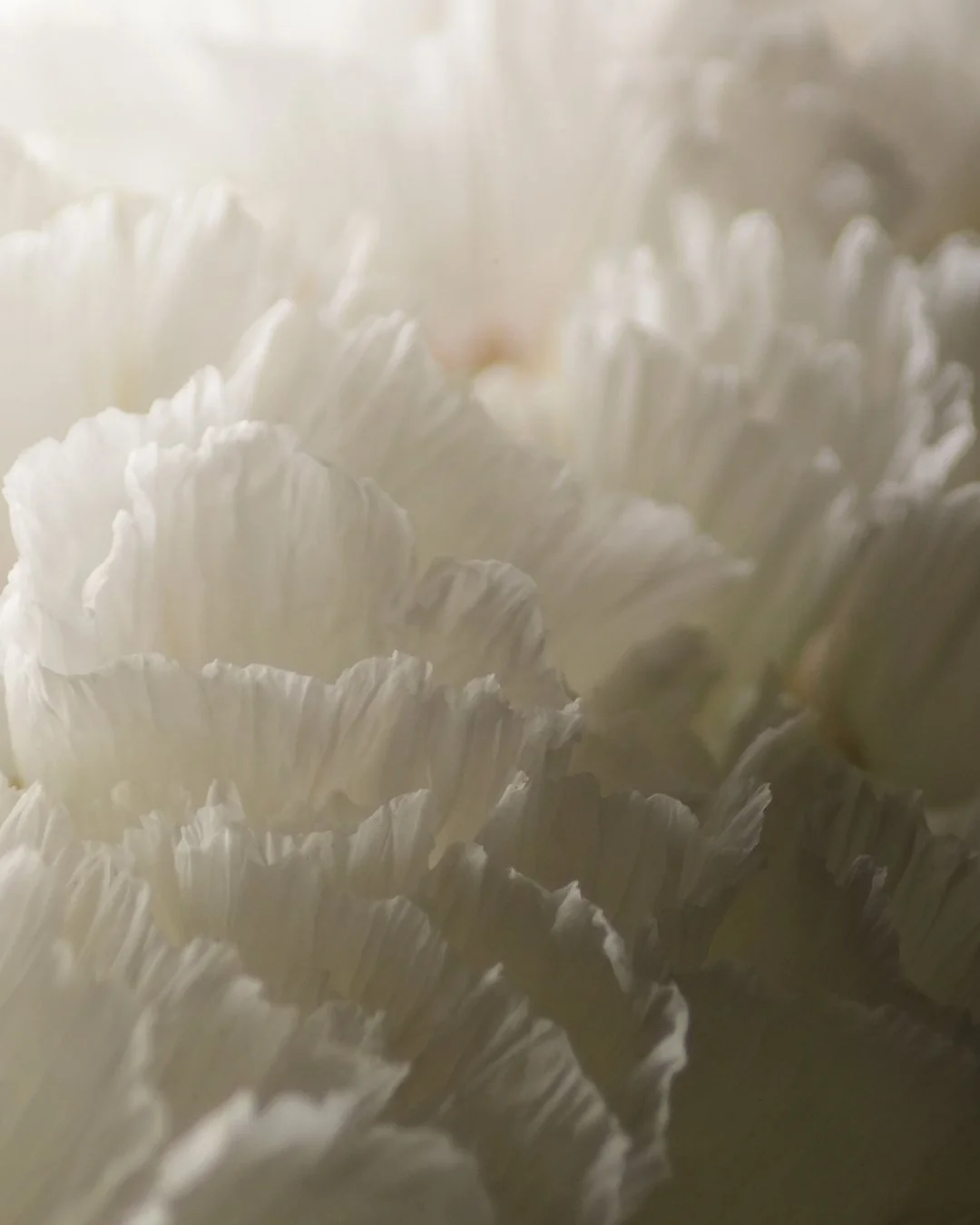 Close-up of white carnations with ruffled petals in soft focus.