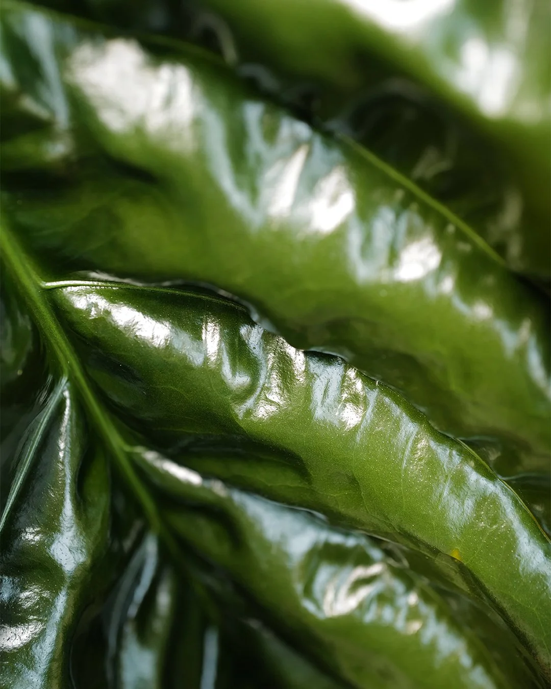 Close-up of large, glossy, green leaves.