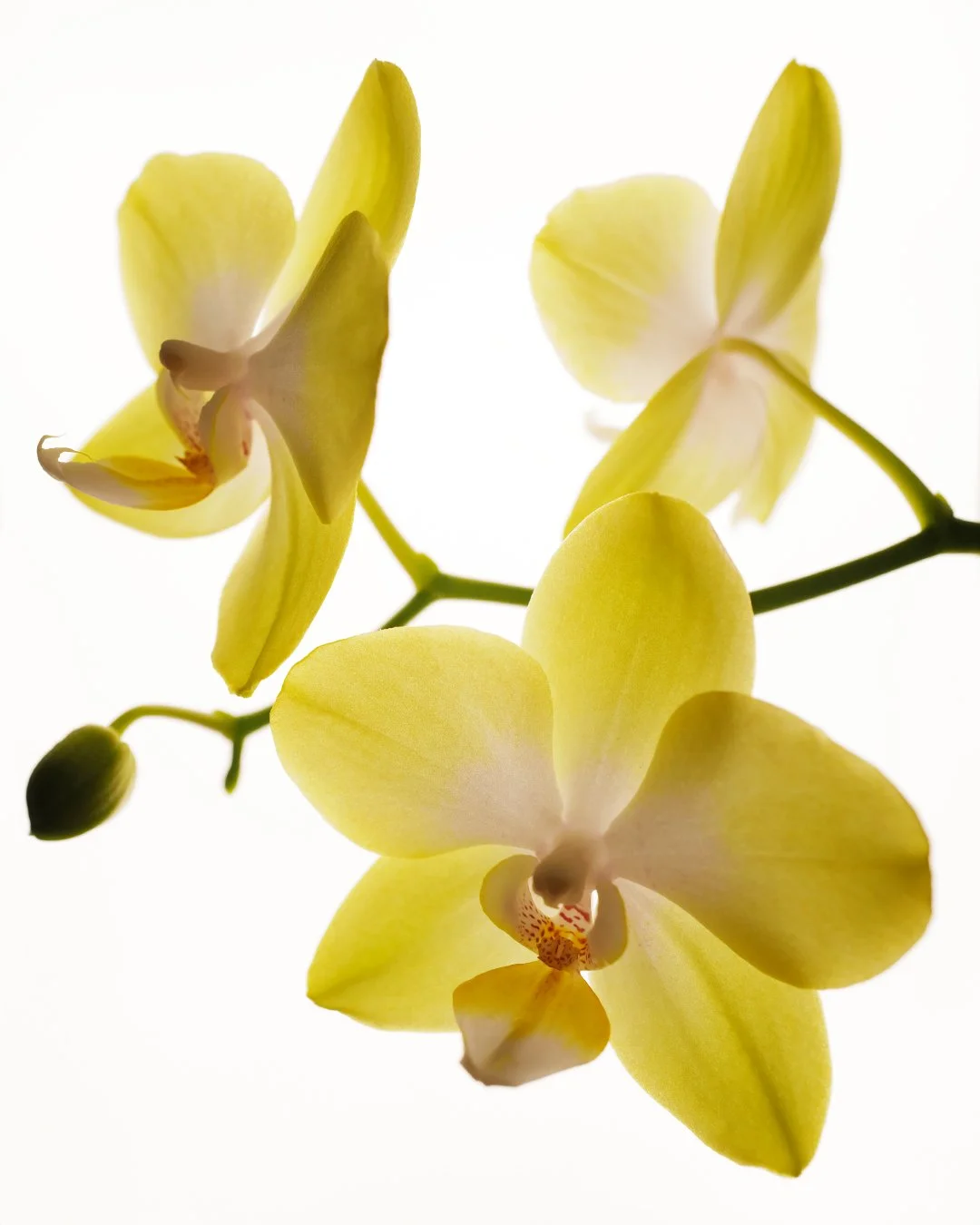 Close-up of yellow orchid flowers with white background
