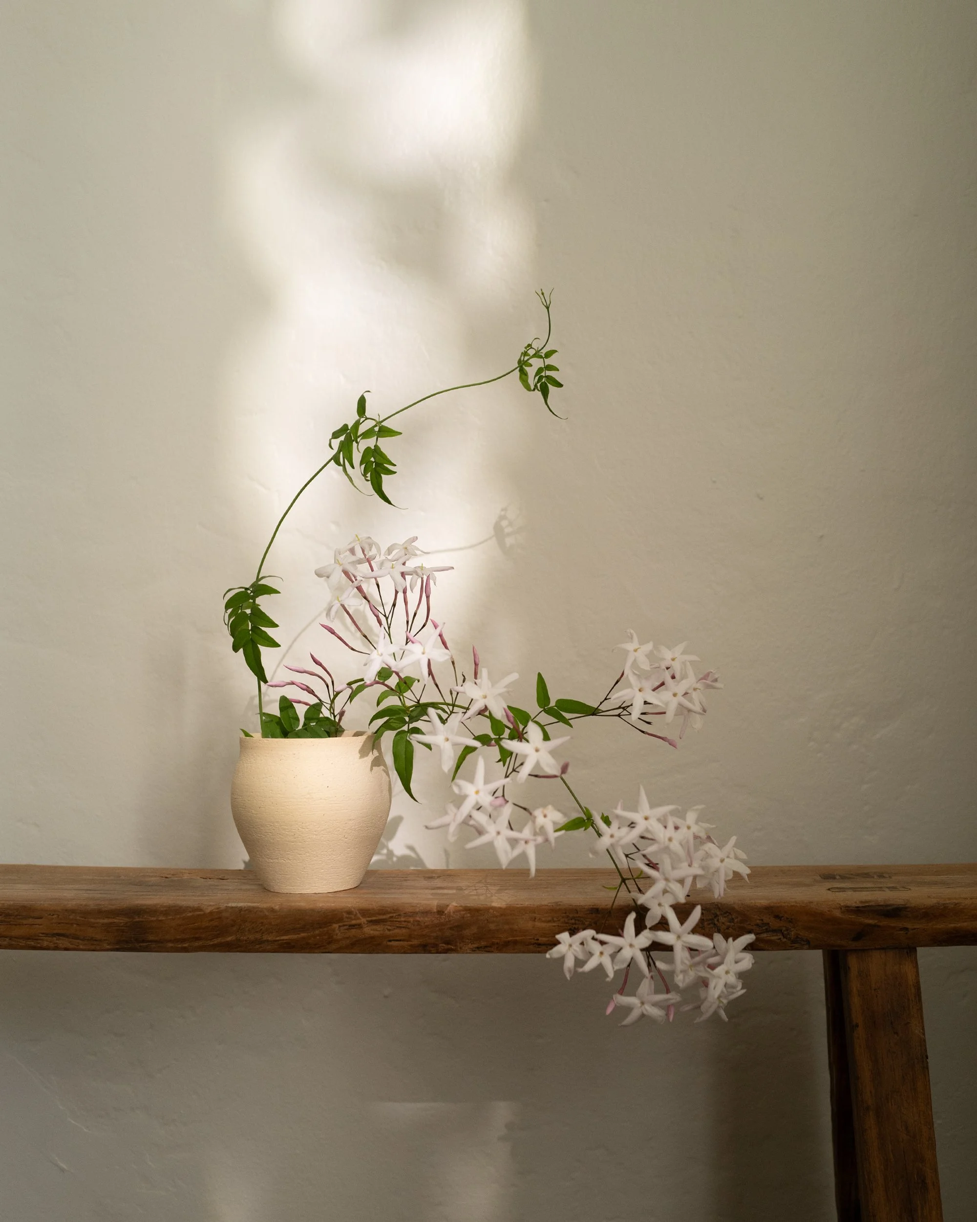 A ceramic vase filled with white and pink orchids and green leafy vines on a wooden surface against a plain beige wall. Akanendo