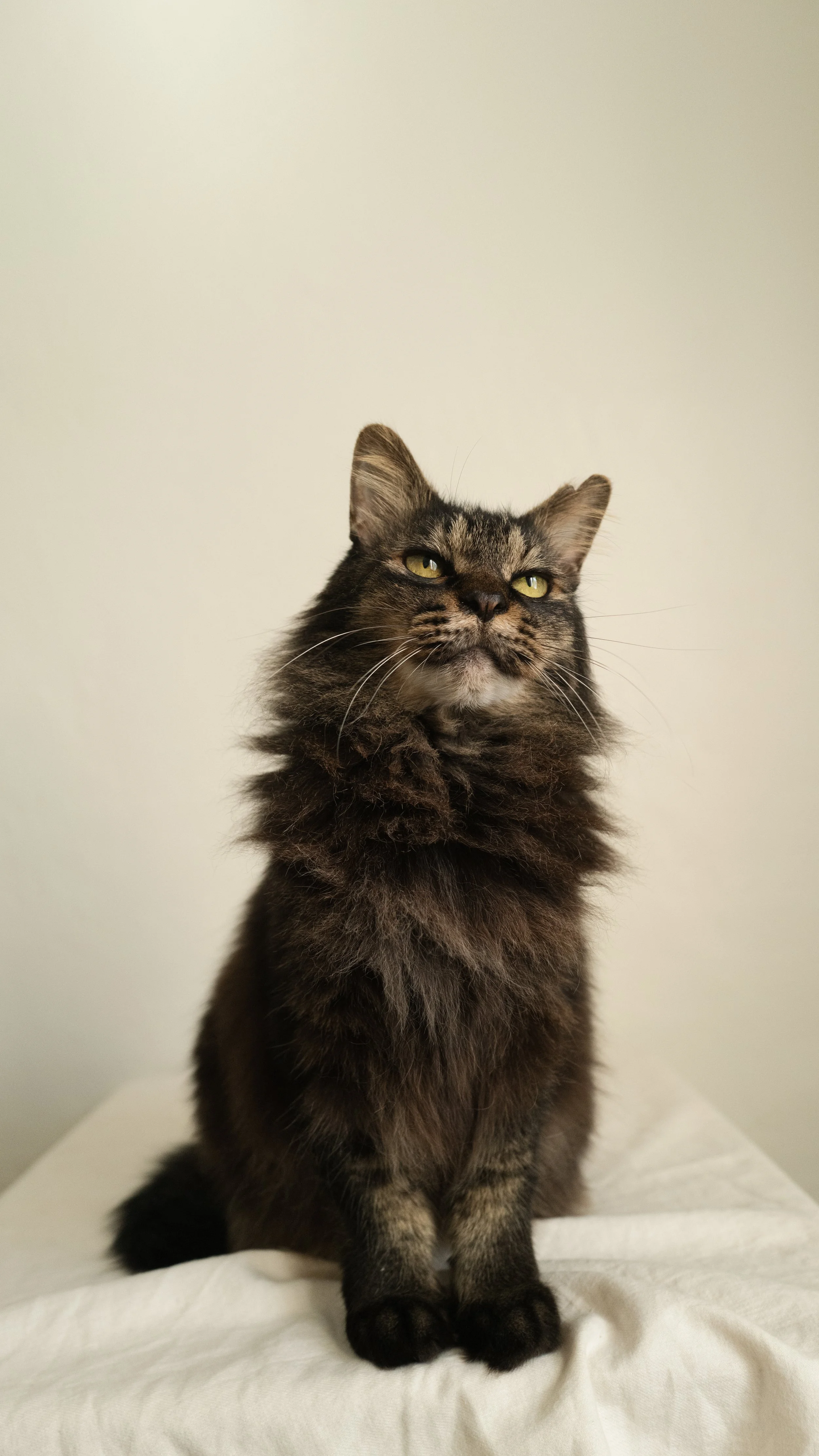 A black and gray long-haired cat sitting on a white surface with a neutral wall background.