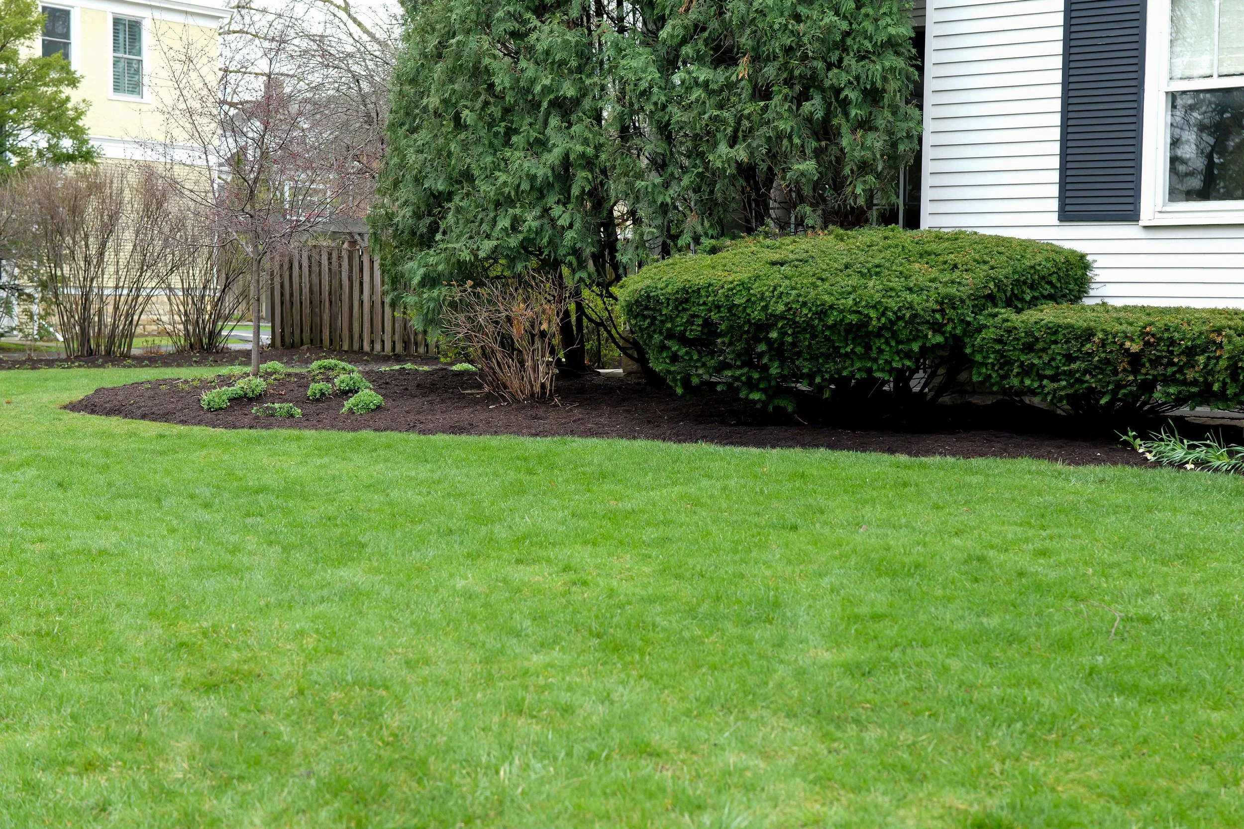 A well-kept backyard with green grass, landscaped bushes, and trees next to a house with white siding and black shutters.