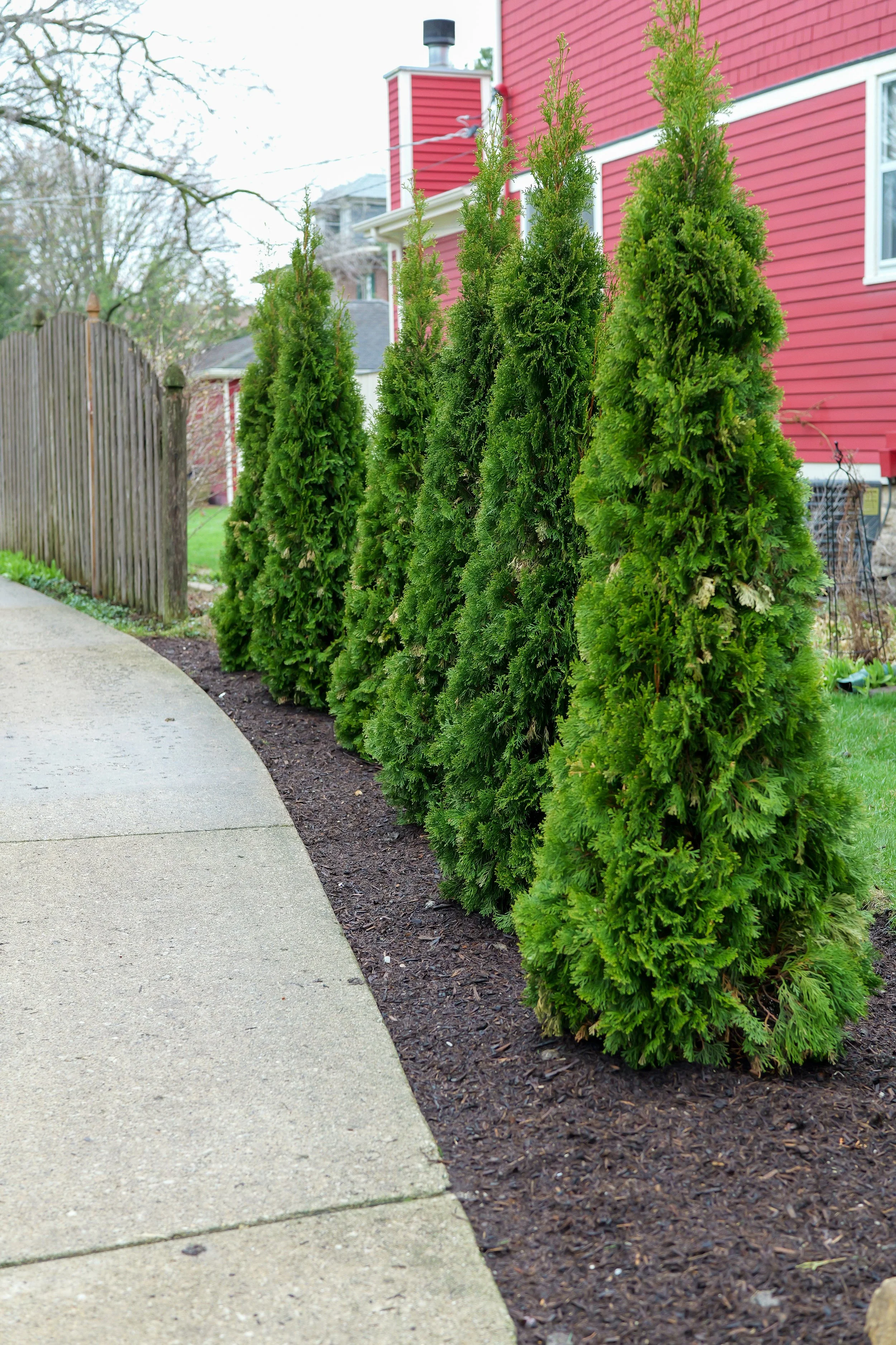Tree with mulch | Lombard, IL