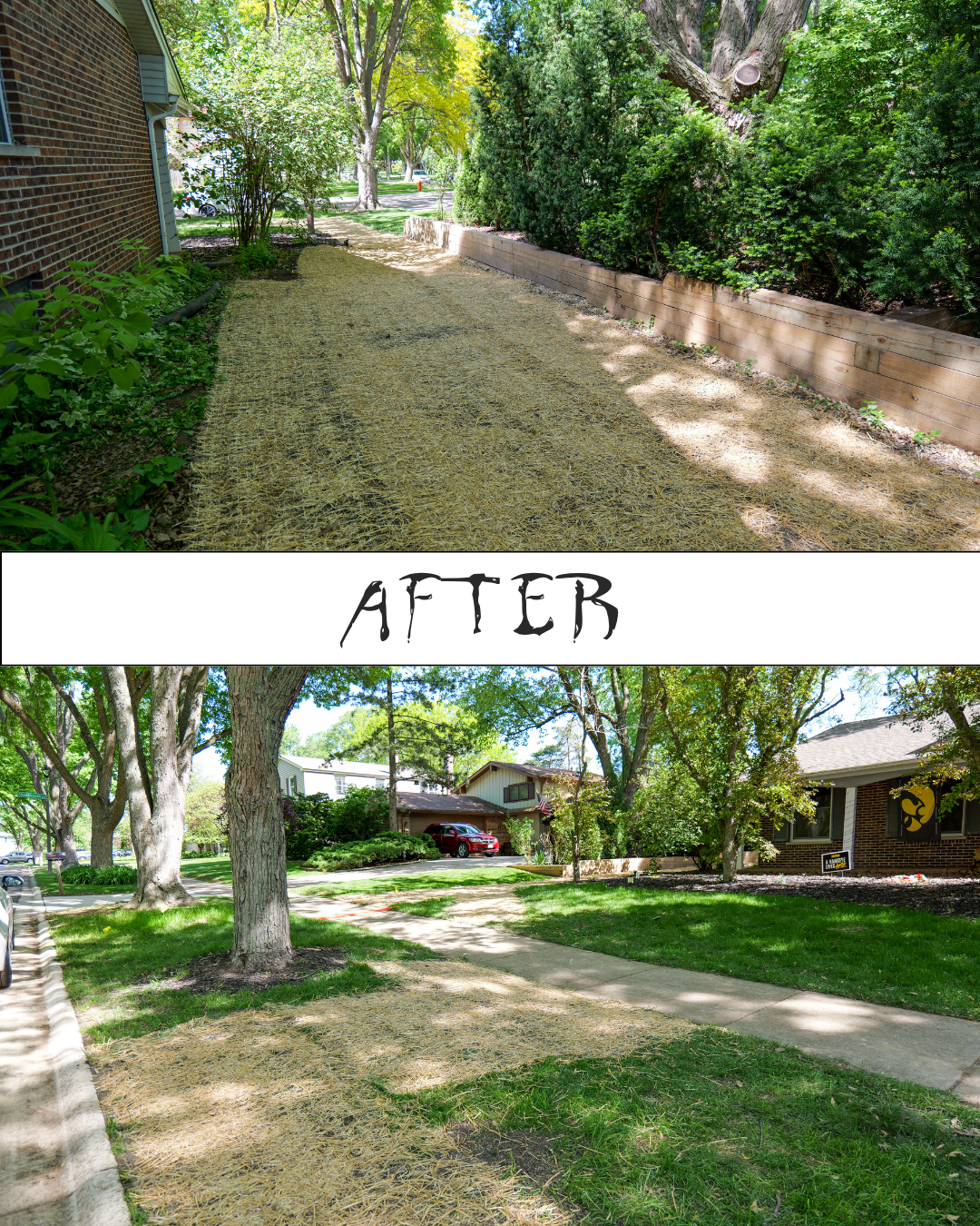 Sidewalk before and after landscaping; the 'after' image shows grass and a clean sidewalk, while the 'before' image shows dry dirt and straw covering the ground.