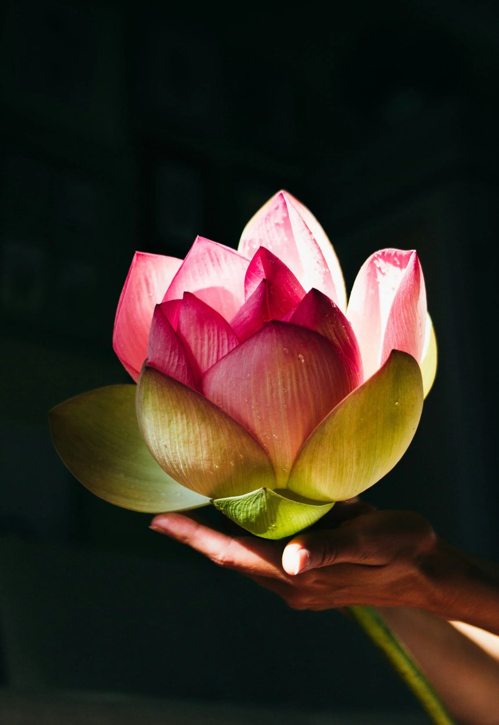 Hand holding a pink lotus flower with green outer petals on a dark background.