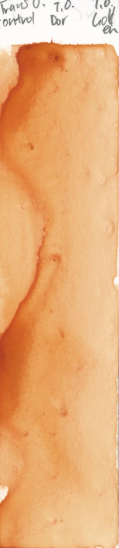 Yupo Test 2 Transparent Orange Control.jpg