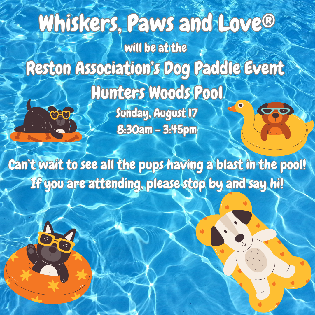 Reston Association Dog Paddle Event - Hunters Woods Pool