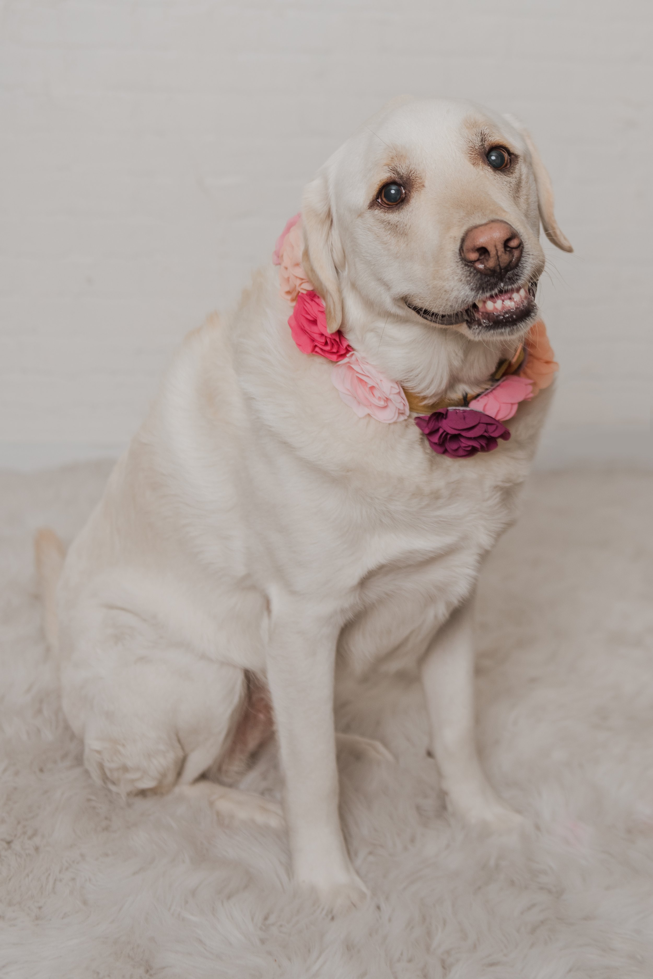 Harlow a Labrador and great pyrenes mix dog wearing a pink and purple flower collar, sitting on a cream-colored fluffy rug, looking at the camera with a  smile.