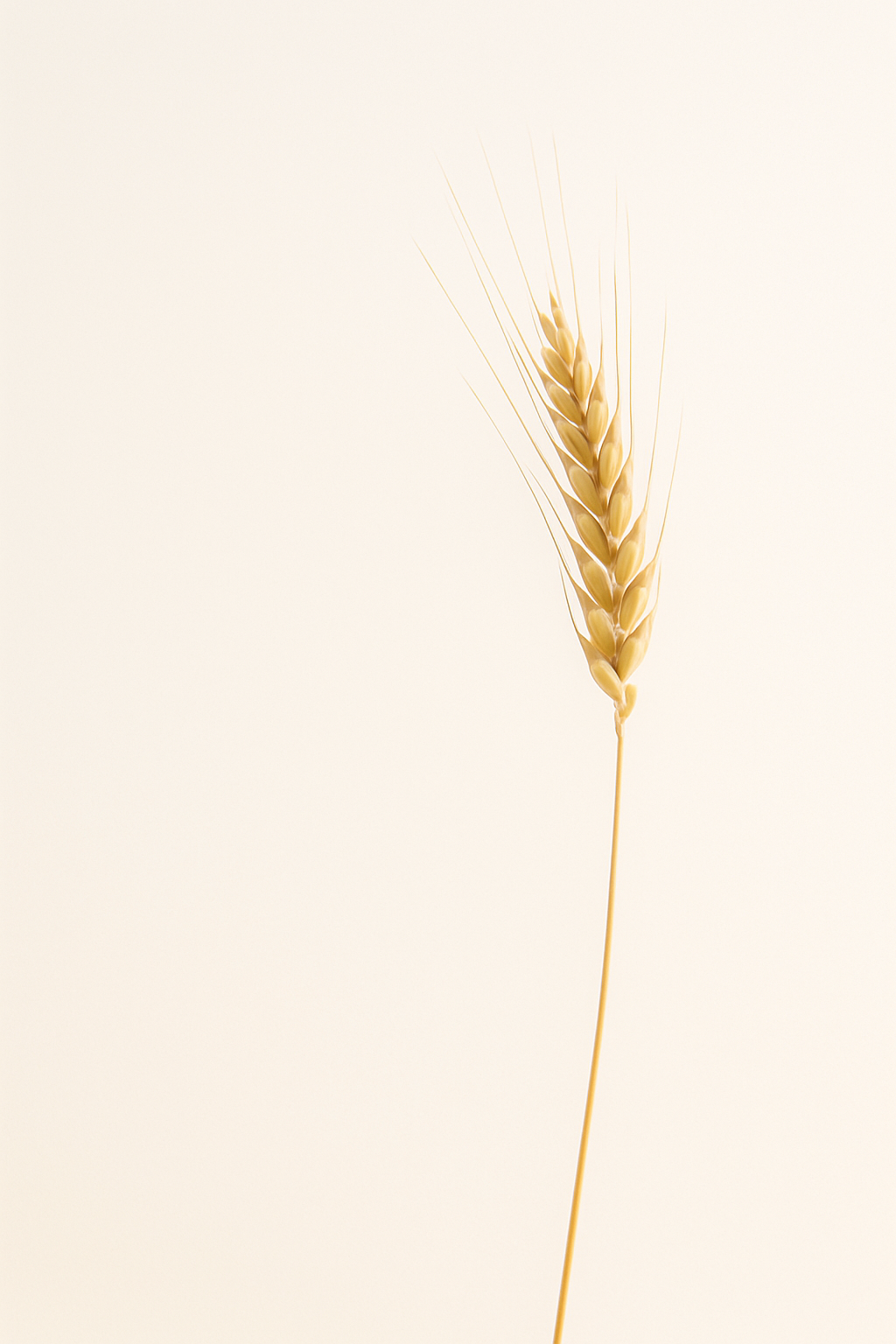 A single golden stalk of wheat stands tall against a soft, neutral background symbolizing the harvest and end time readiness.