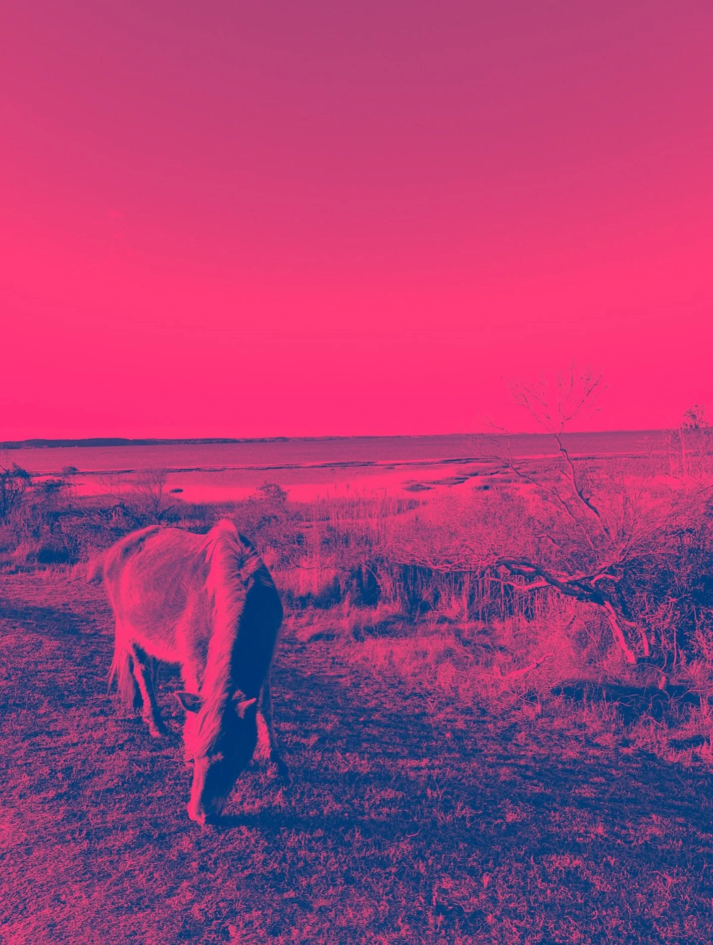 Today&rsquo;s the day! The beginning of the Year of the Horse AND a Solar Eclipse New Moon: a portal of momentum, fire, and fresh beginnings ❤️&zwj;🔥💫

DO: 
✅ Set intentions around community + the collective 
✅ Share that &ldquo;weird&rdquo; idea a