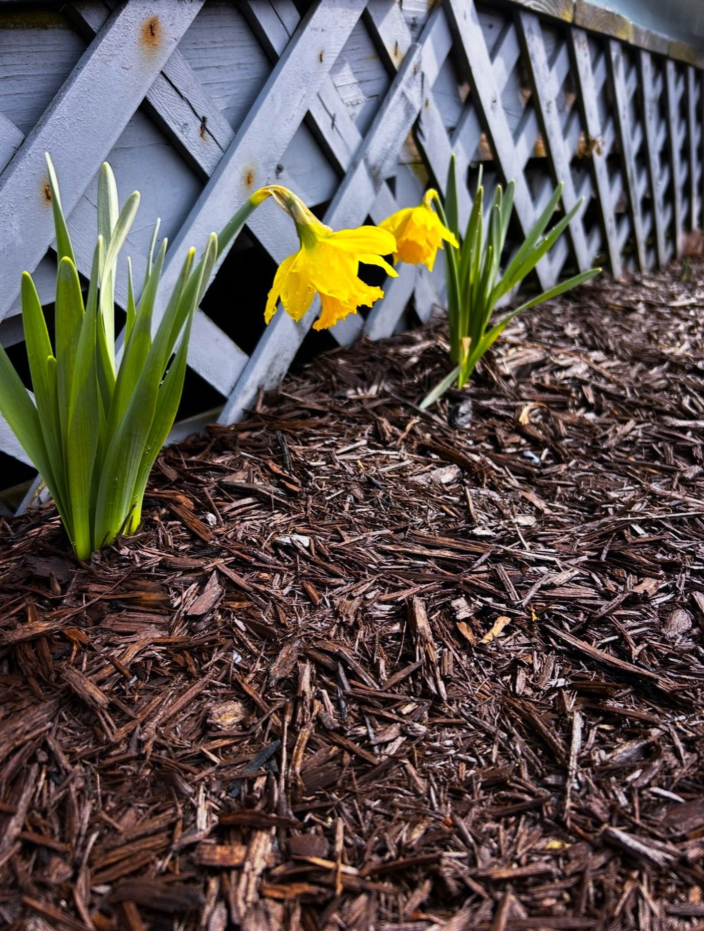 happy spring equinox 🌸✨
today marks a true cosmic reset + breath of fresh air as we step into the astrological new year. mercury retrograde has ended, aries season begins, and the wheel of the year turns once again 💫

may stagnant energy be cleared