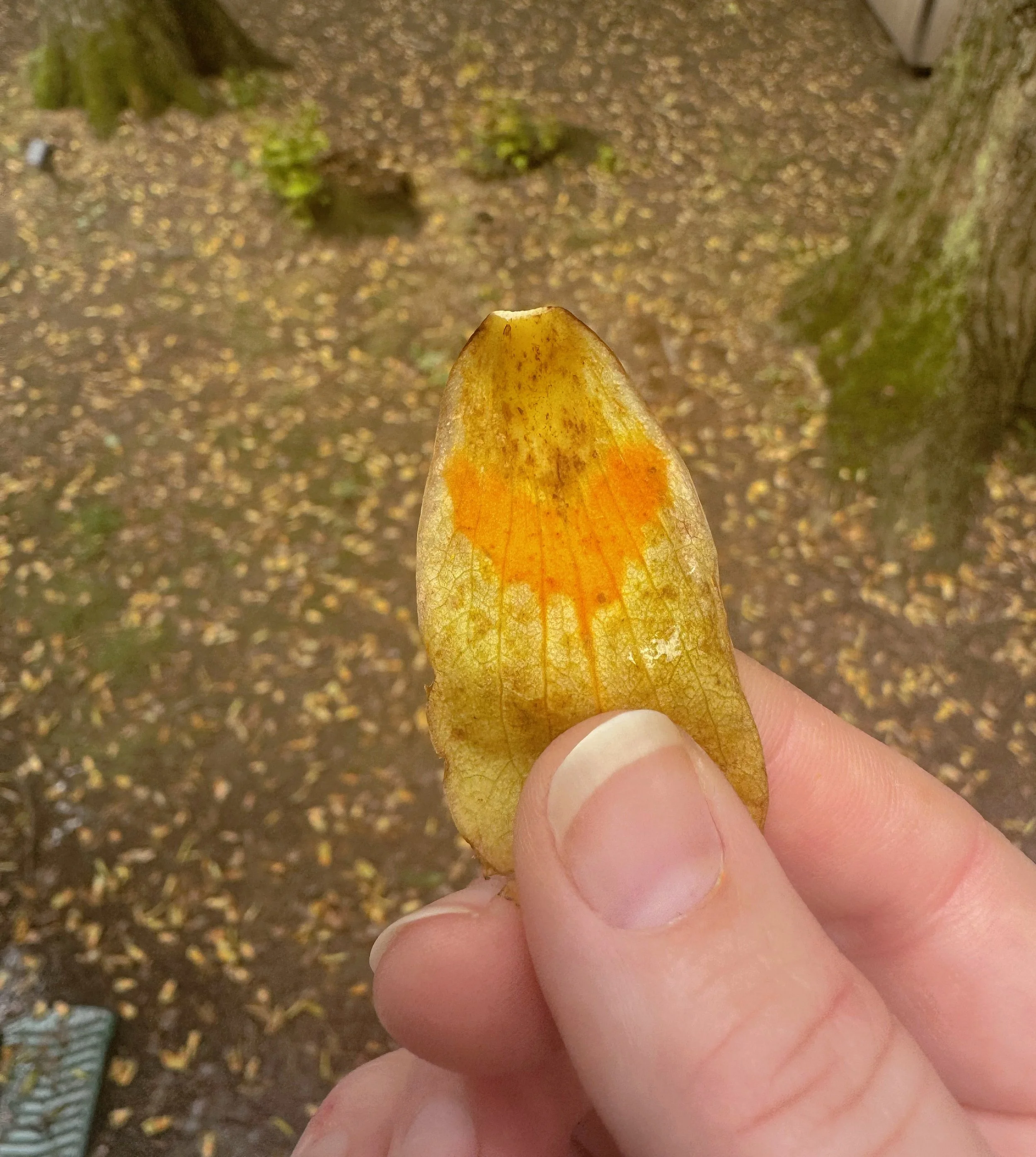In between a busy day of work calls, I let my dog out into the backyard and couldn&rsquo;t believe how many of these leaves had fallen so quickly. It literally looked like a constant sheet of rain from the petals falling overhead .

I started sweepin