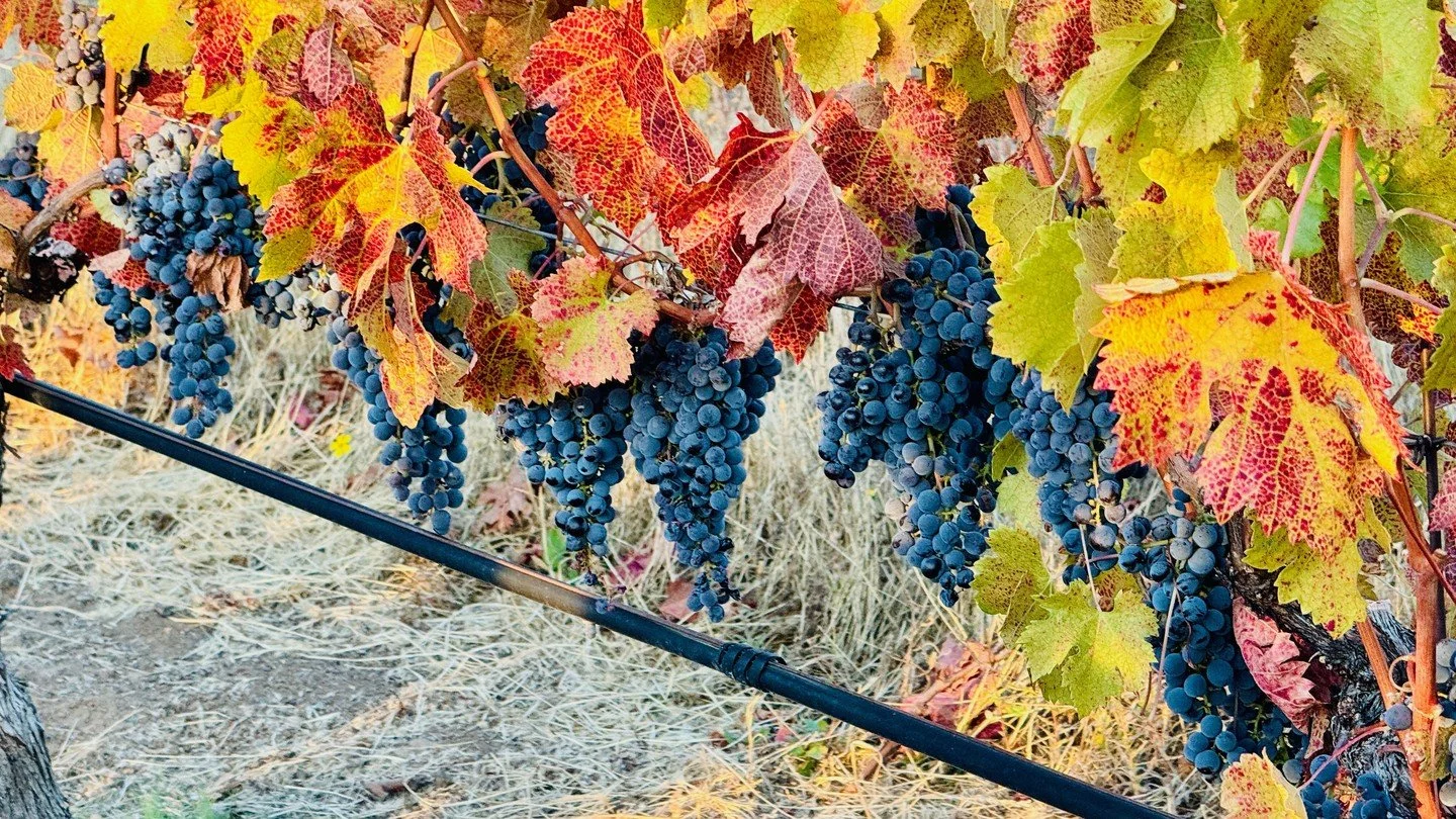2023 Harvest