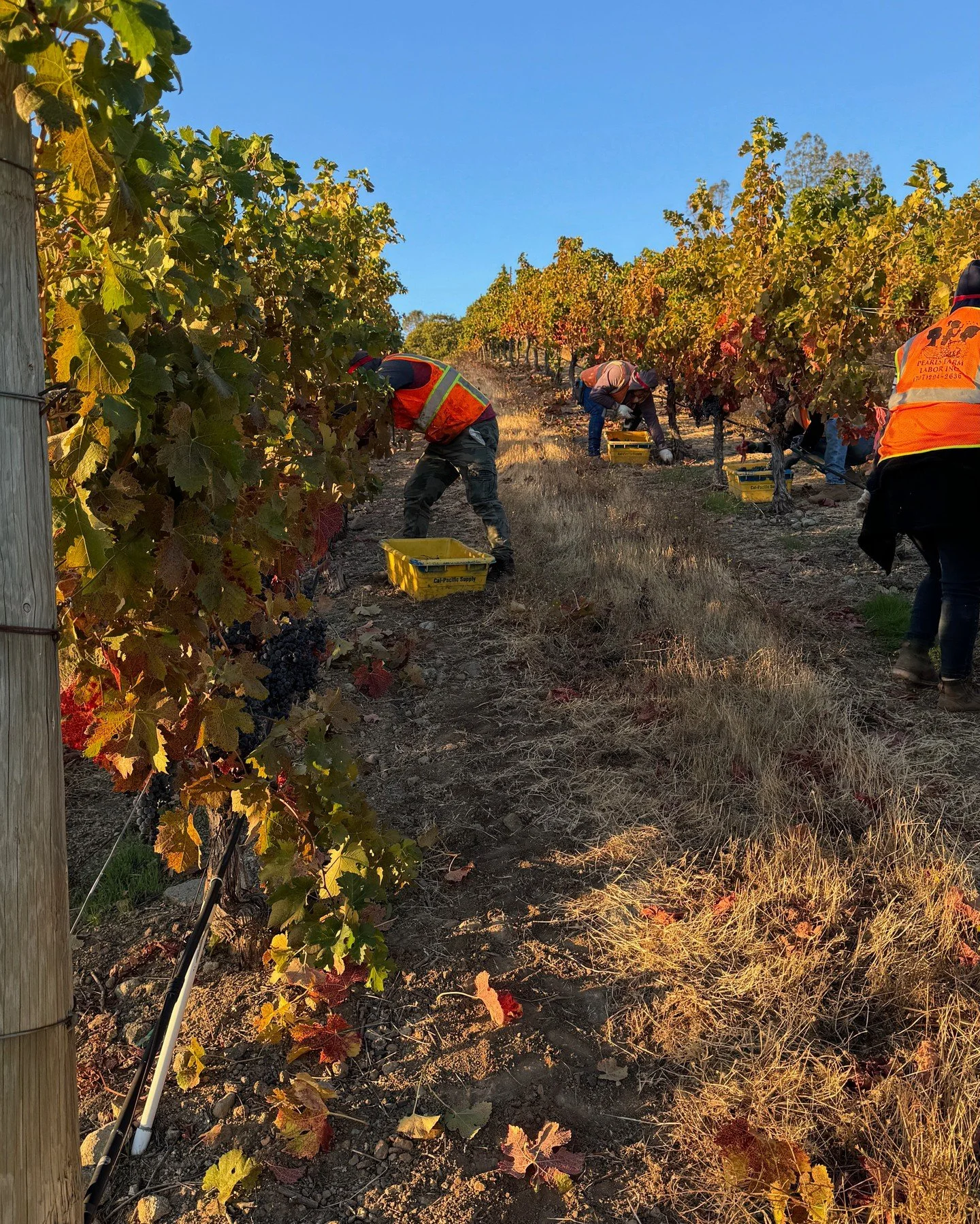2023 Harvest
