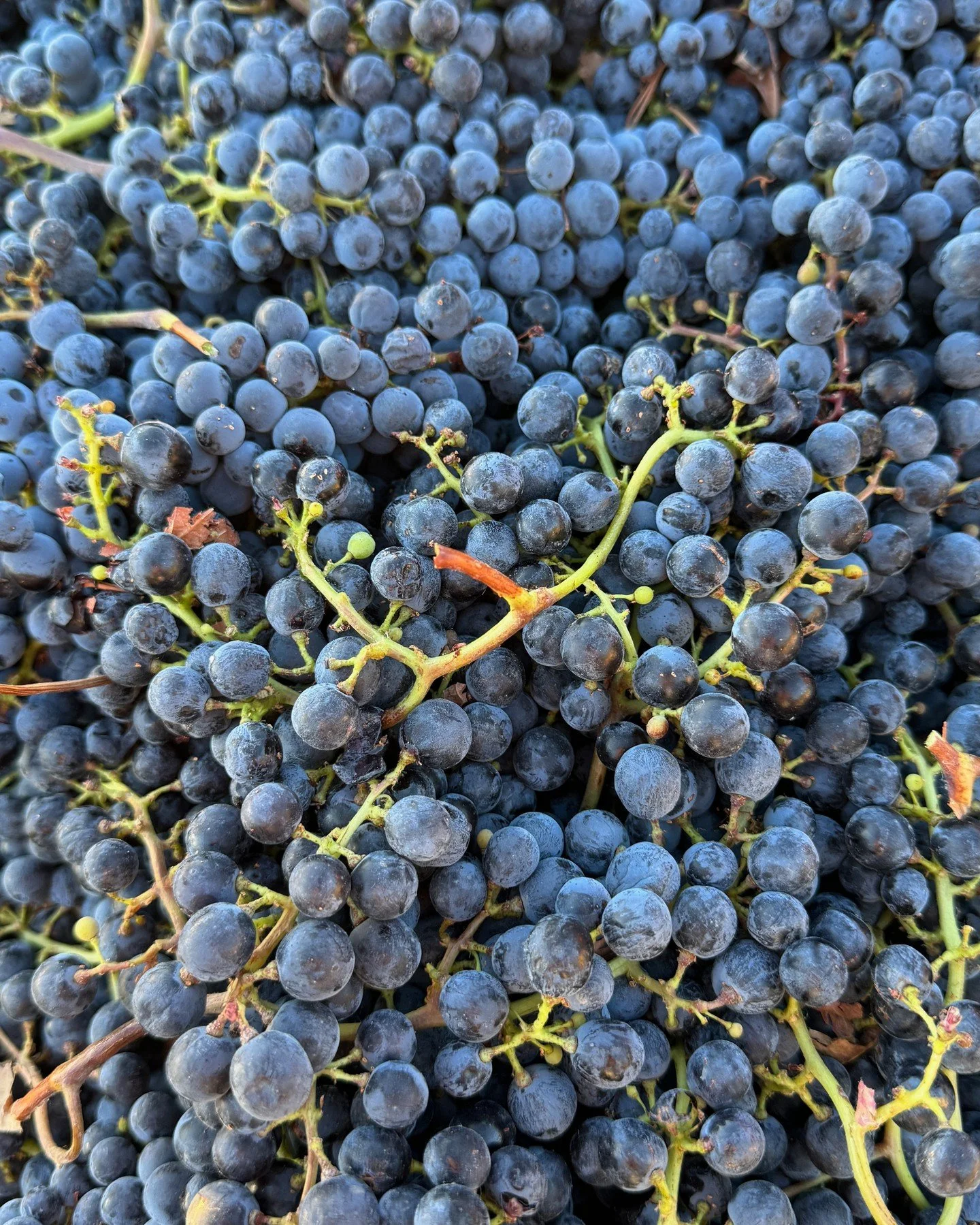 2023 Harvest