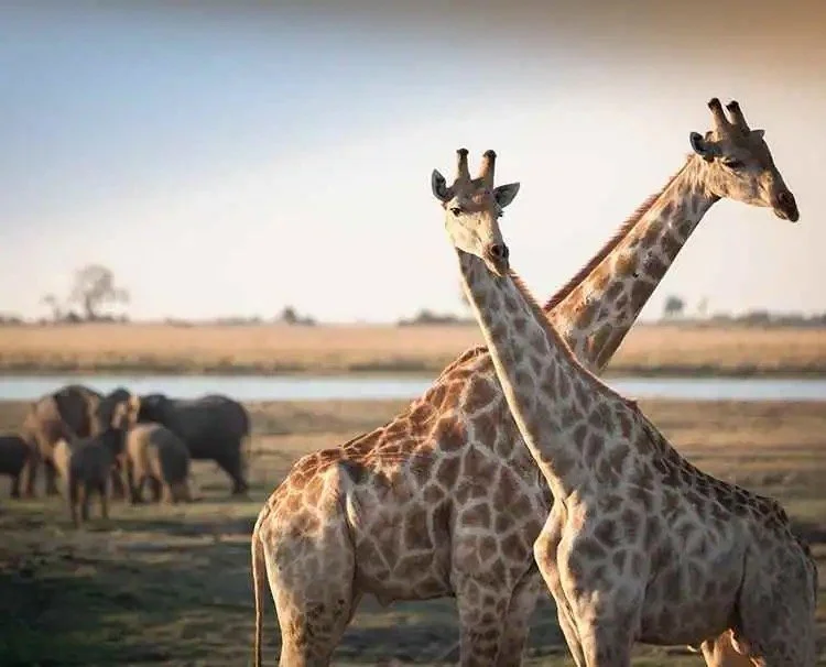 Two giraffes standing close together in a savannah landscape with elephants in the background near a water body.