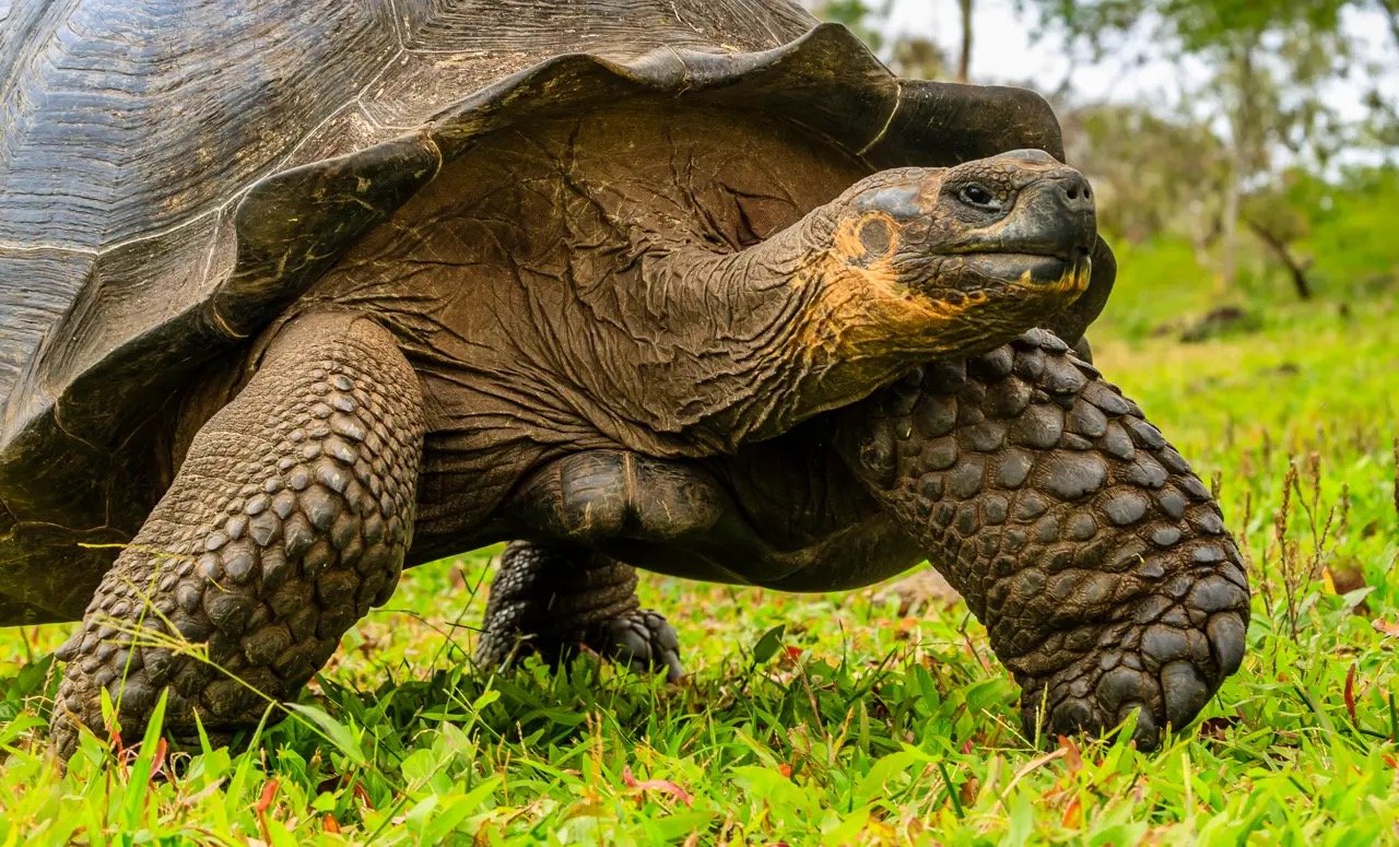 GALÁPAGOS ESCAPE
7 Days | QUITO, ECUADOR TO GALÁPAGOS
This Itinerary Sails: Year Round
From $8,842/pp