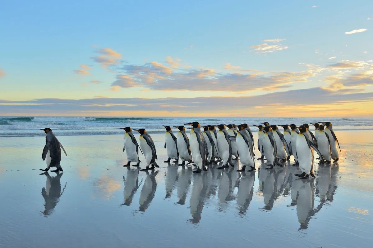 SOUTH AMERICA & CHILEAN FJORDS
18 Days | Argentina, Falkland Islands, Uruguay, Chile
This Itinerary Sails: Nov - Dec 2025, Jan - Dec 2026, Jan - Feb 2027
From $6,699/pp
