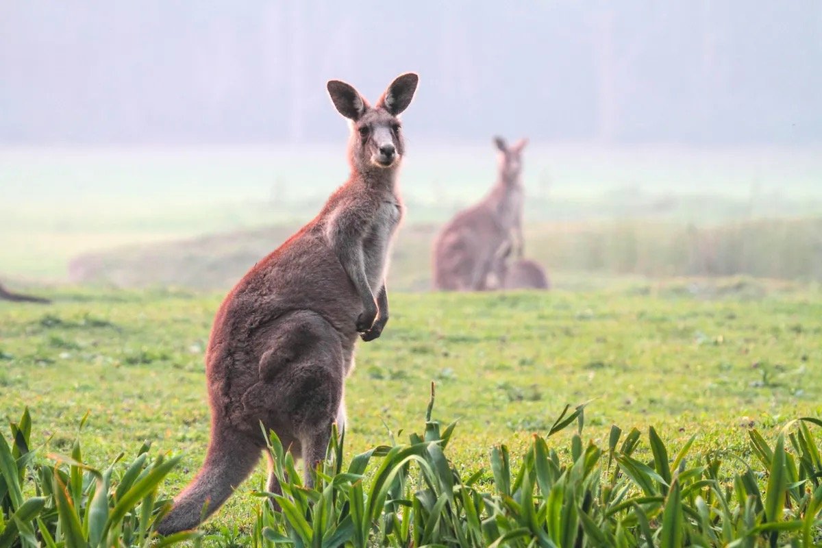 AUSTRALIA & NEW ZEALAND
15 Days | New Zealand, Australia
This Itinerary Sails: Nov - Dec 2025, Jan - Dec 2026, Jan - Feb 2027
From $6,999/pp