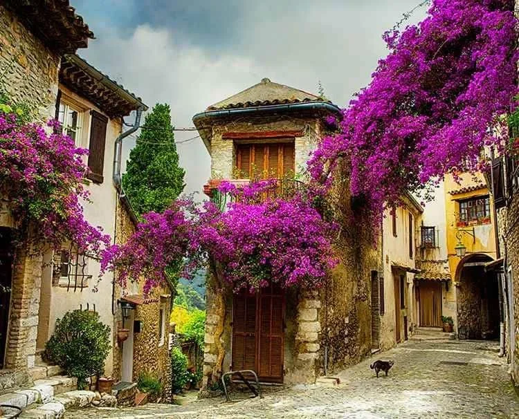 A cobblestone street in a village with old stone houses decorated with vibrant purple bougainvillaea flowers, and a black cat walking along the street.