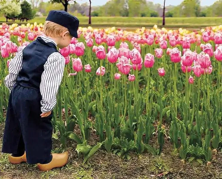 A young boy dressed in vintage clothing, including a striped shirt, navy vest, and hat, stands in a field of pink tulips, looking closely at the flowers.