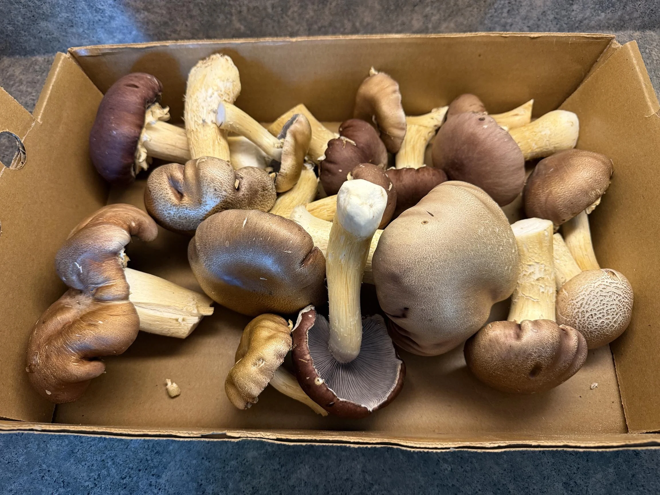Stropharia rugosoannulata wine-cap fresh gourmet mushroom local cultivation duluth, mn