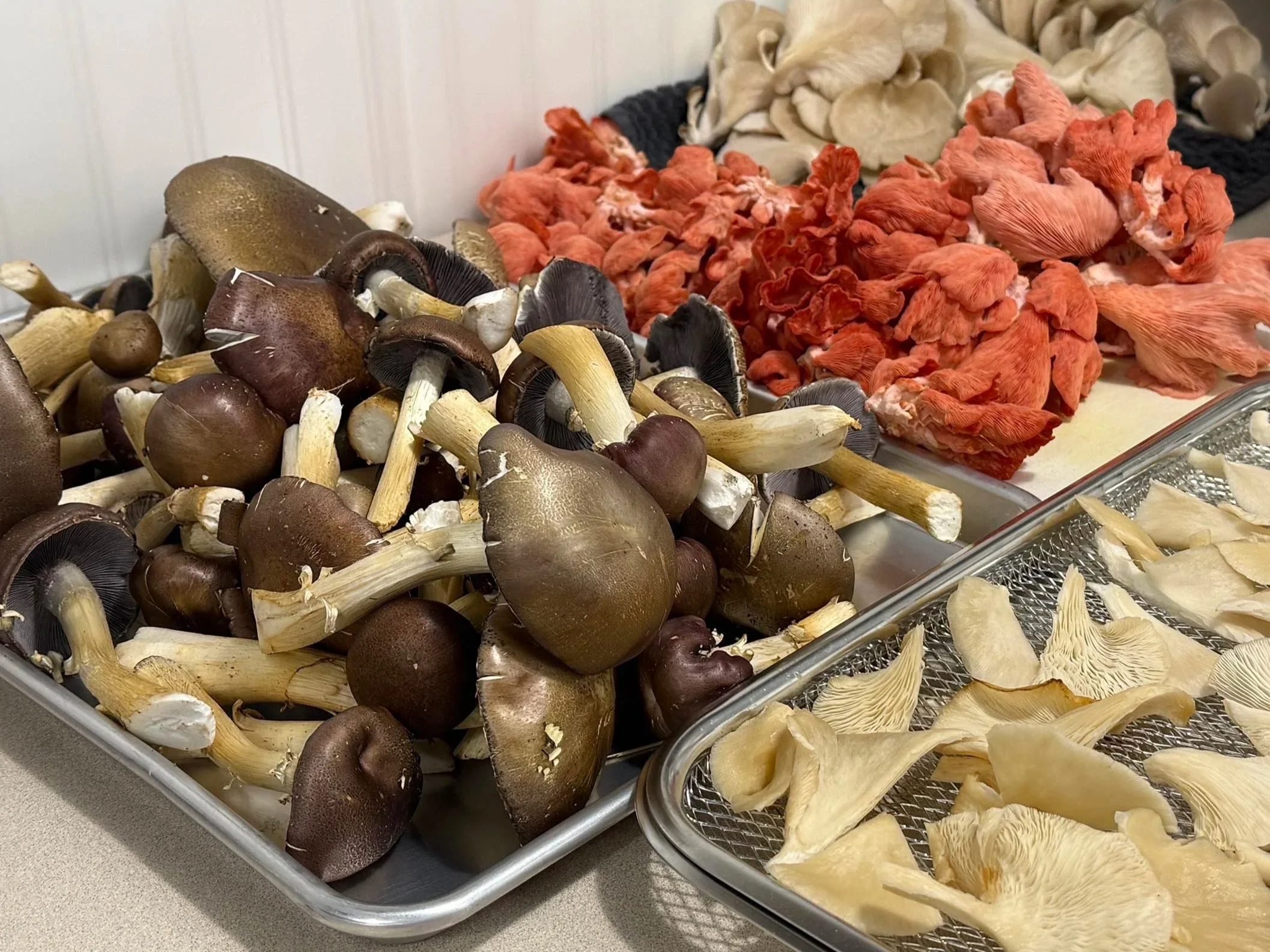 Wine cap mushrooms pink oyster mushroom cultivation harvest dehydration duluth, mn