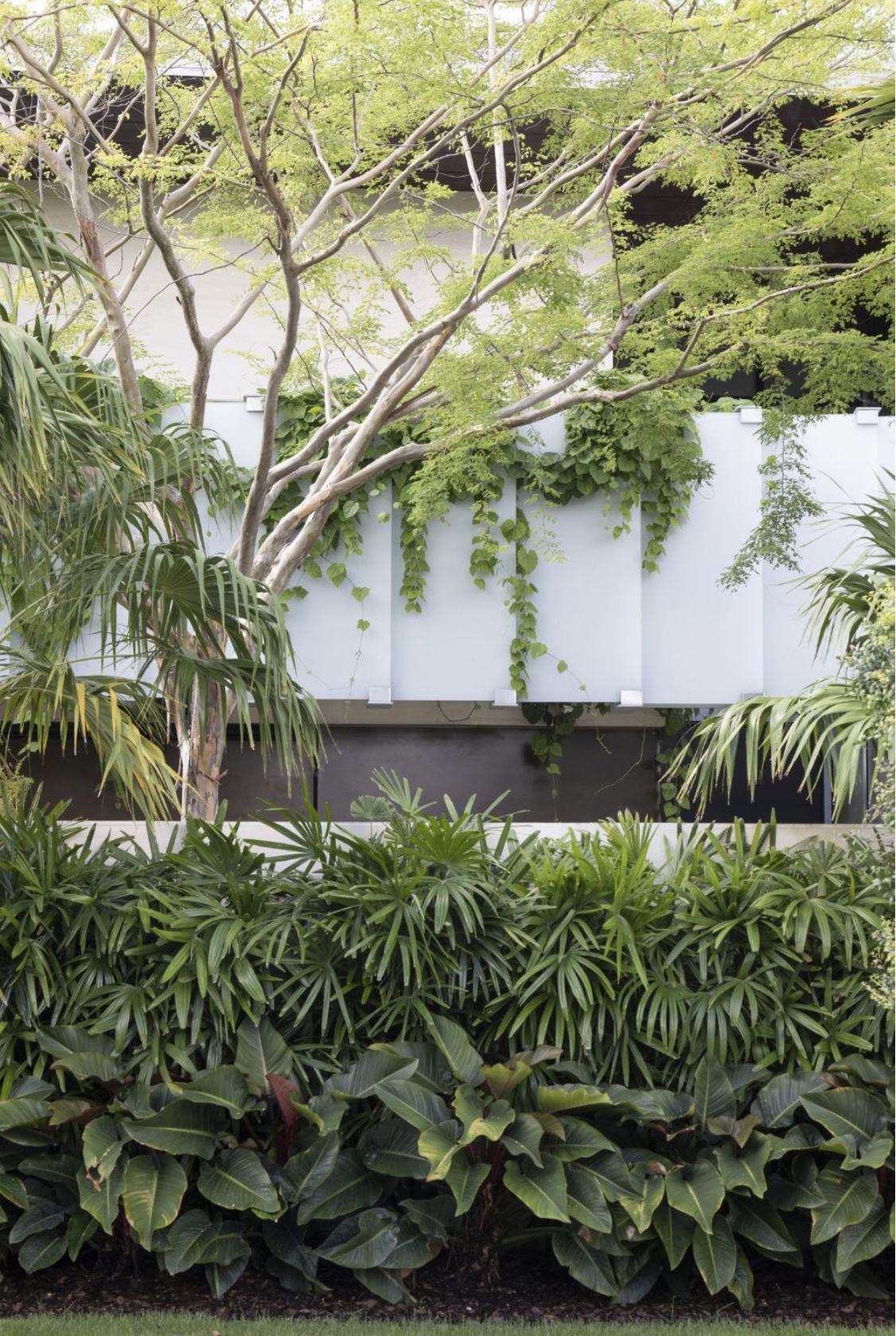 Lush tropical garden with assorted plants and trees in front of a modern building with white panels and hanging vines at a residence in Toorak, Melbourne.