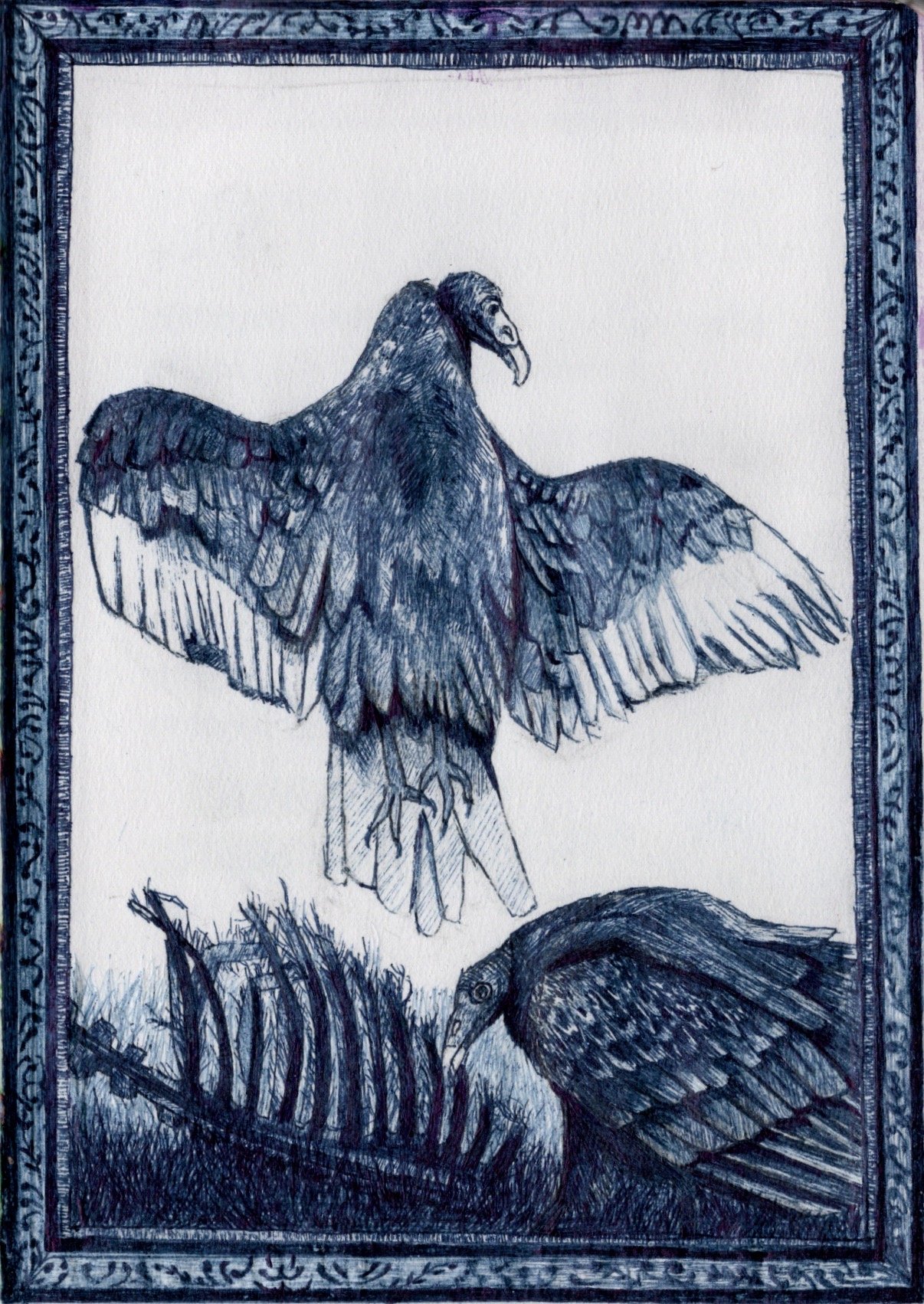 vulture_single.jpeg