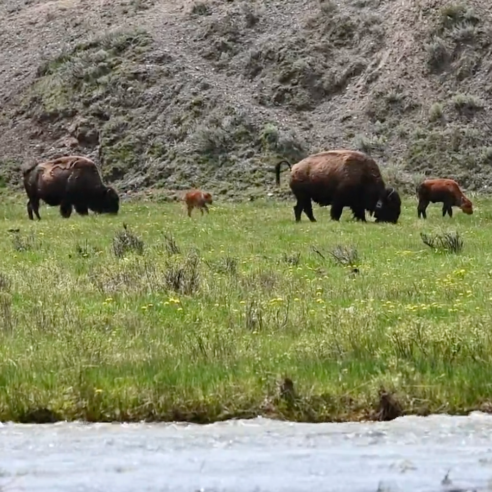 Press play for a 60-second escape into the wilds of Yellowstone