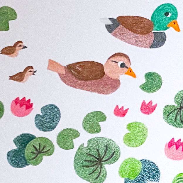 Let’s Talk About Mallard Ducks