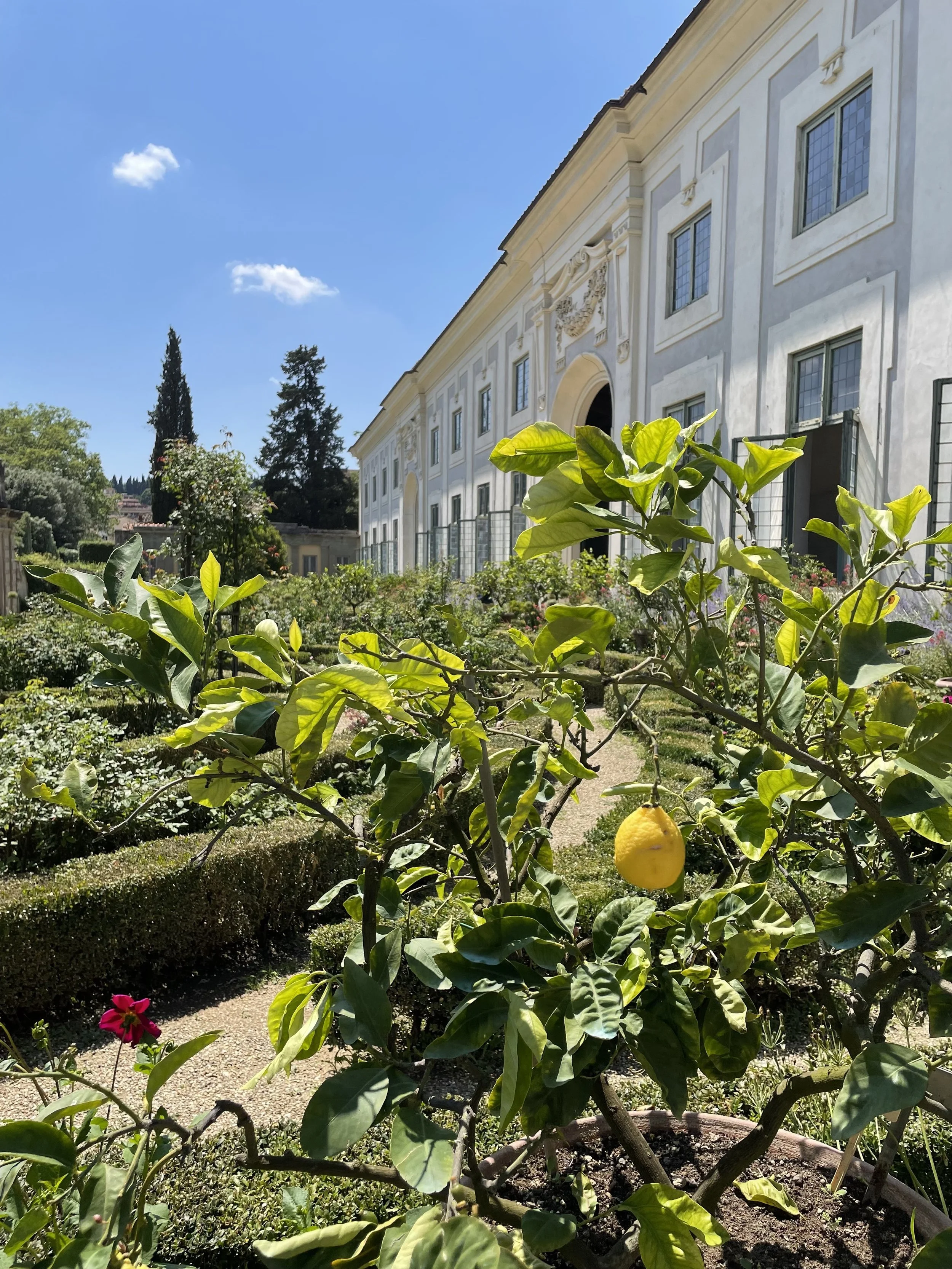 Lemon Garden.jpg