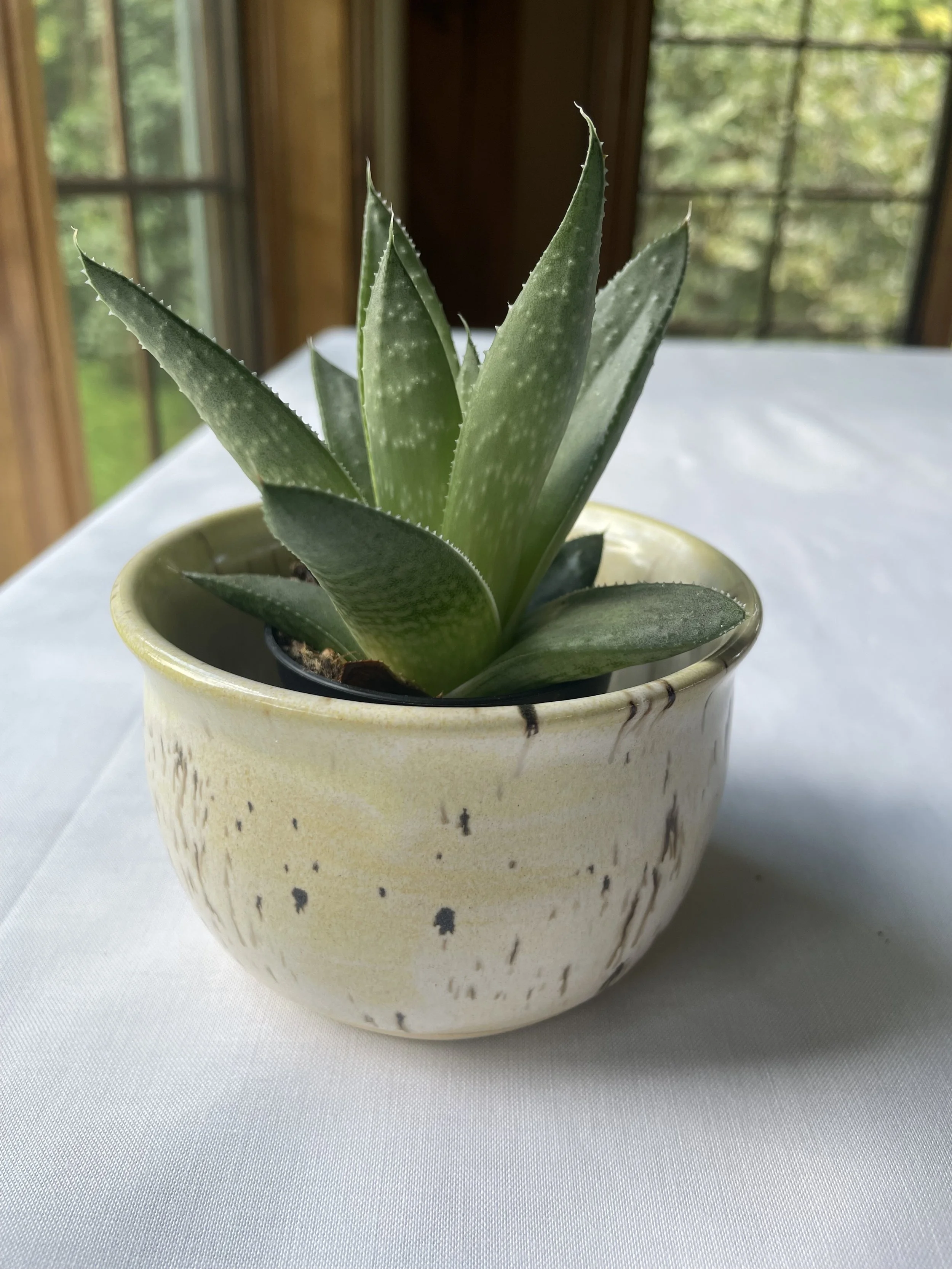 Sept26-yellowpotplant.jpeg