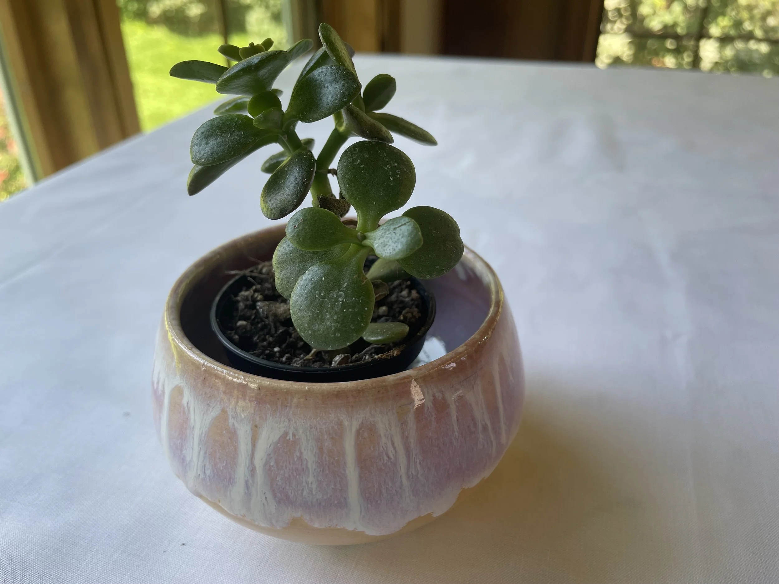 Sept26-pinkorangewithplantjpeg.jpeg