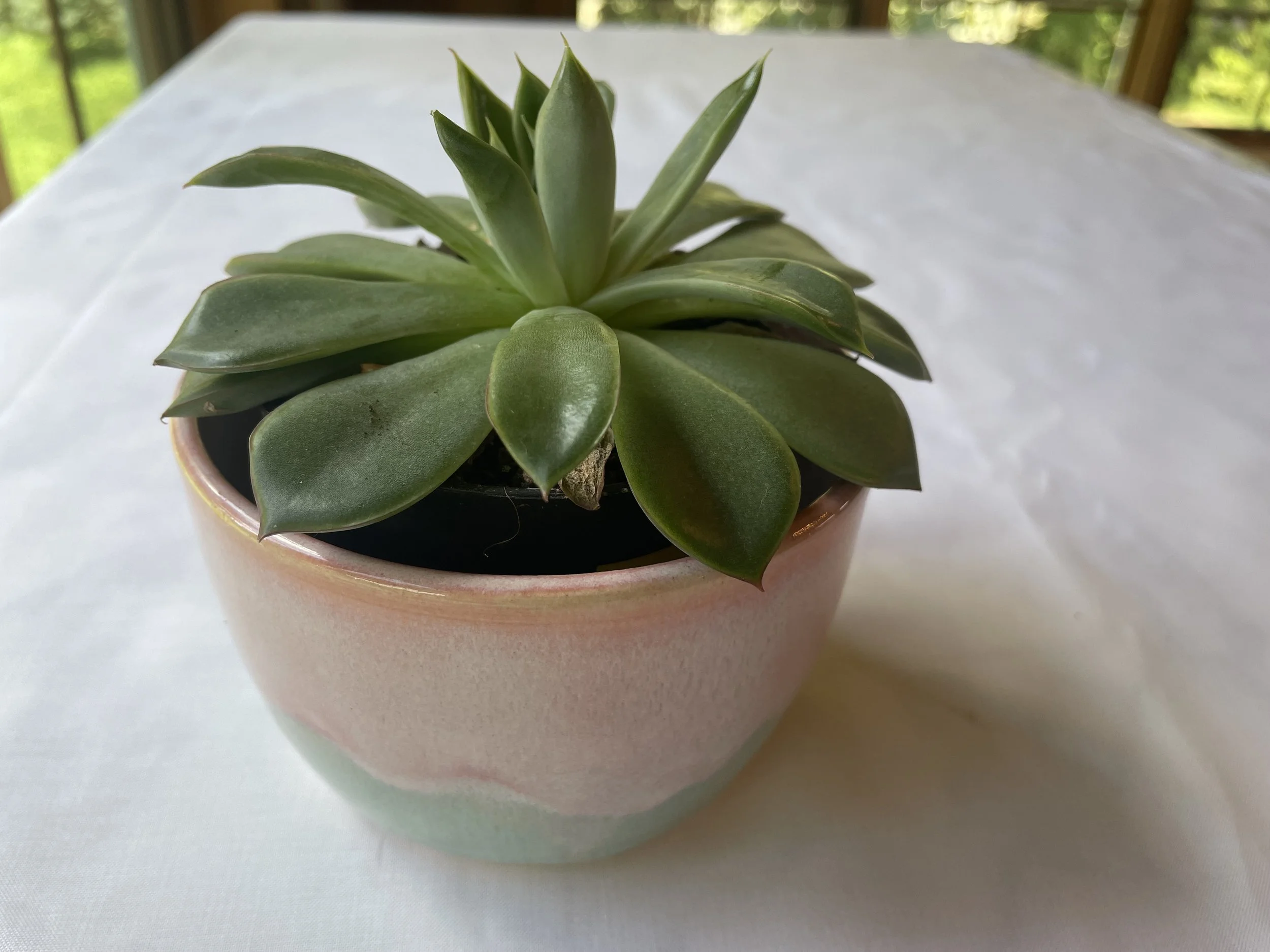 Sept26-watermelonplanterplant.jpeg