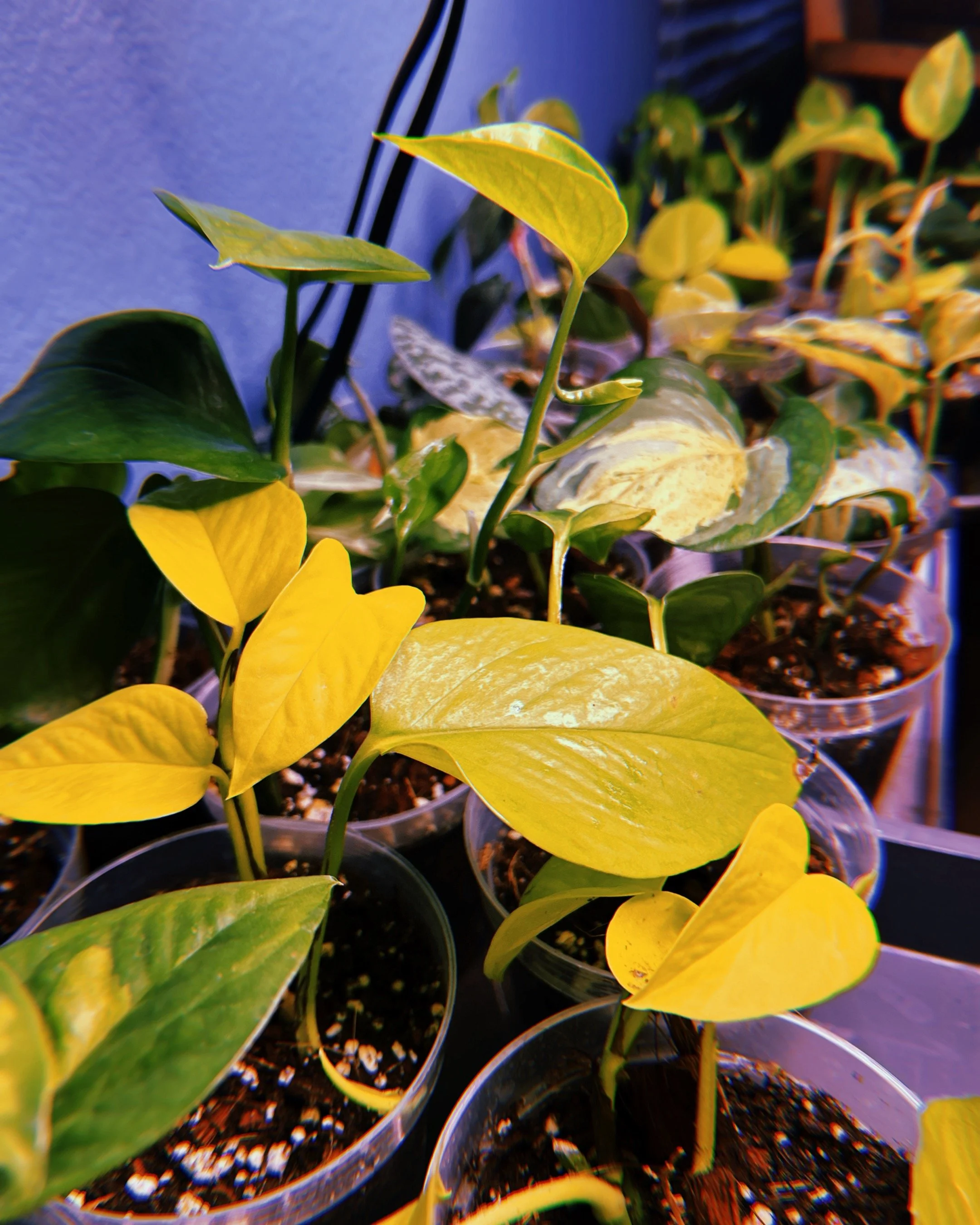 Potted yellow and green variegated pothos plants with yellow leaves and green foliage, growing in small plastic cups filled with soil.