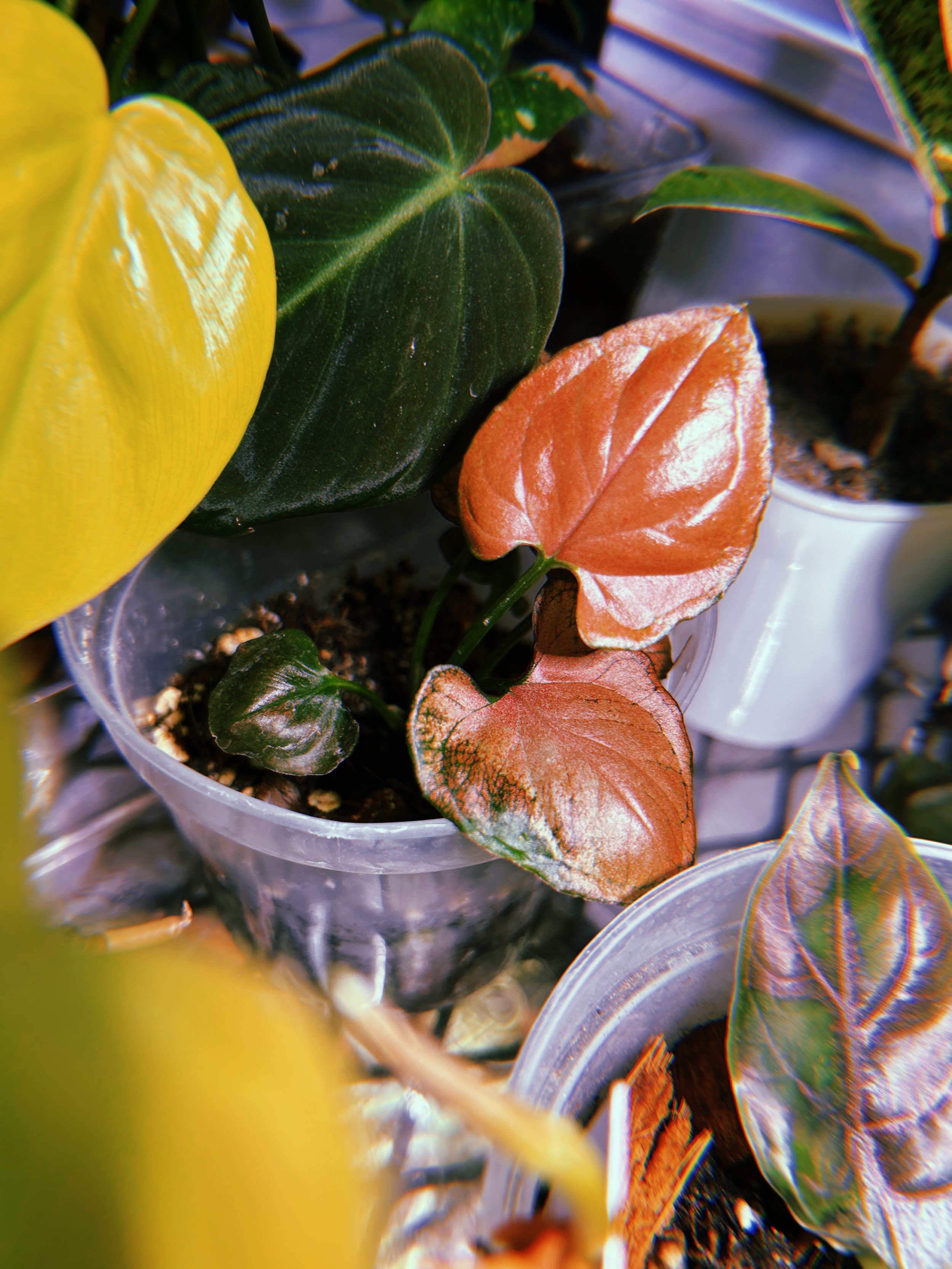 Close-up of potted plants with various colored leaves including green, yellow, and burnt orange.
