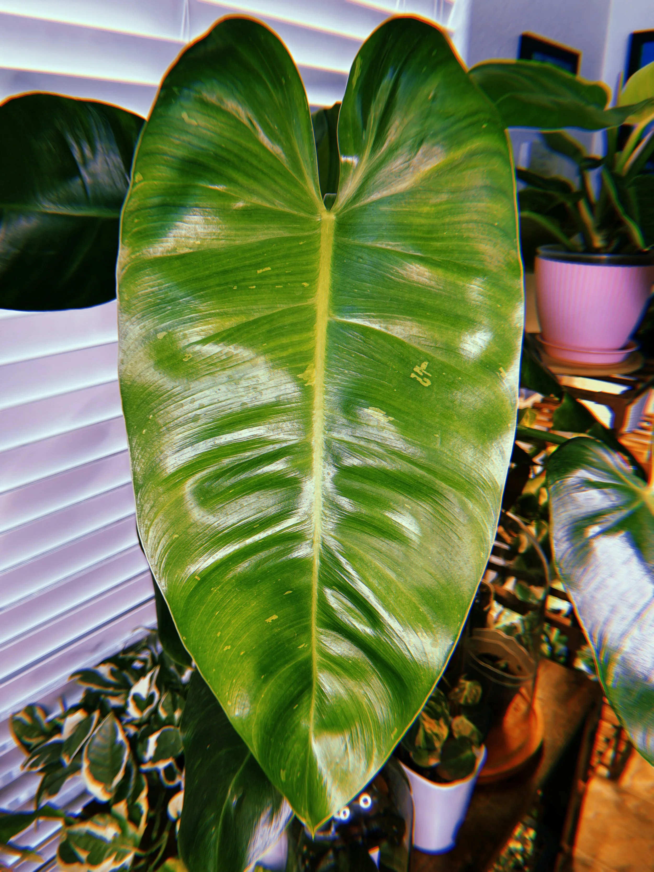 Close-up of a large, green, variegated leaf from a tropical houseplant, with visible veins and a glossy texture, in an indoor setting with other potted plants and window blinds in the background.