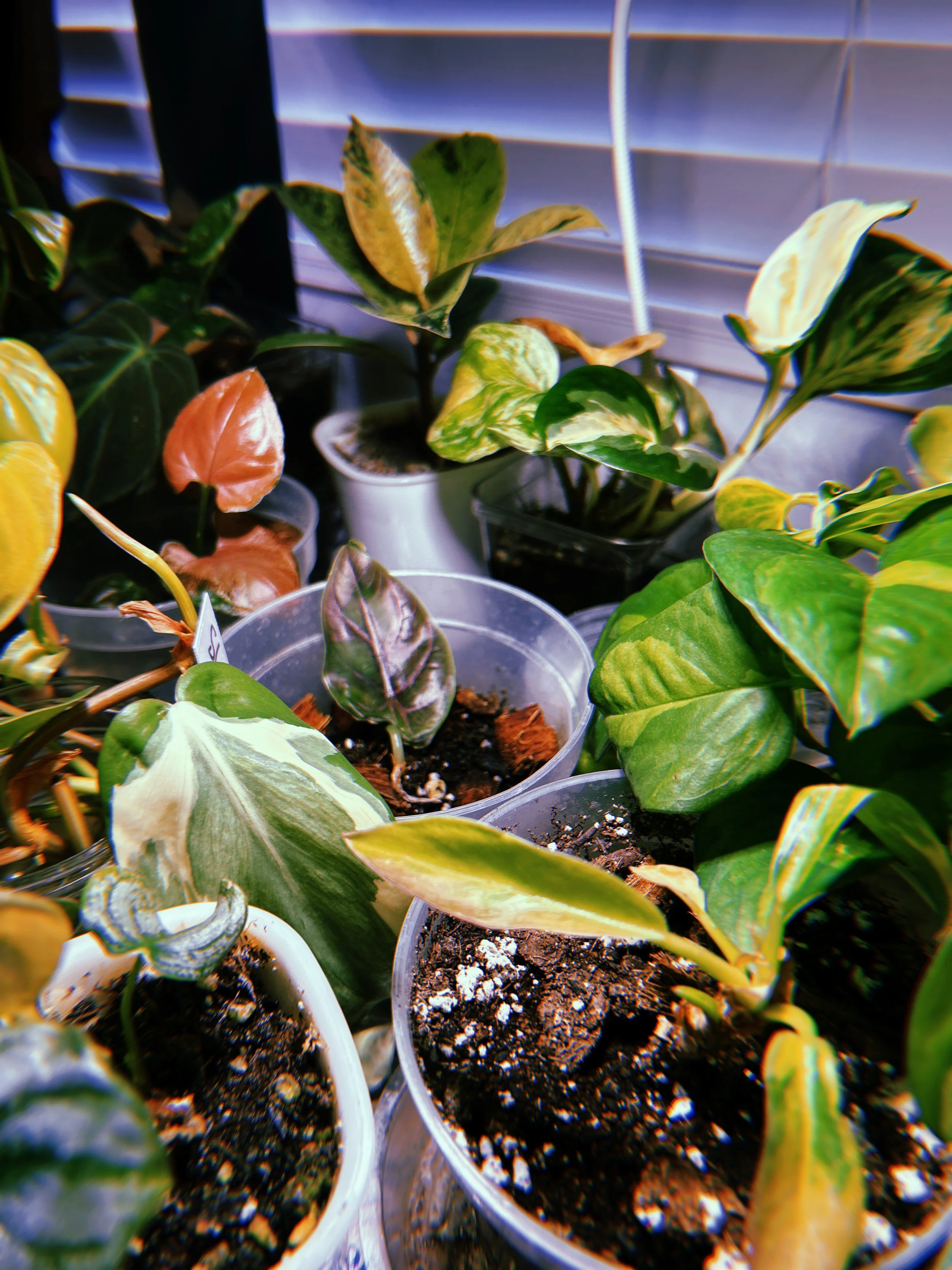 Various potted houseplants with green and variegated leaves placed on a windowsill.