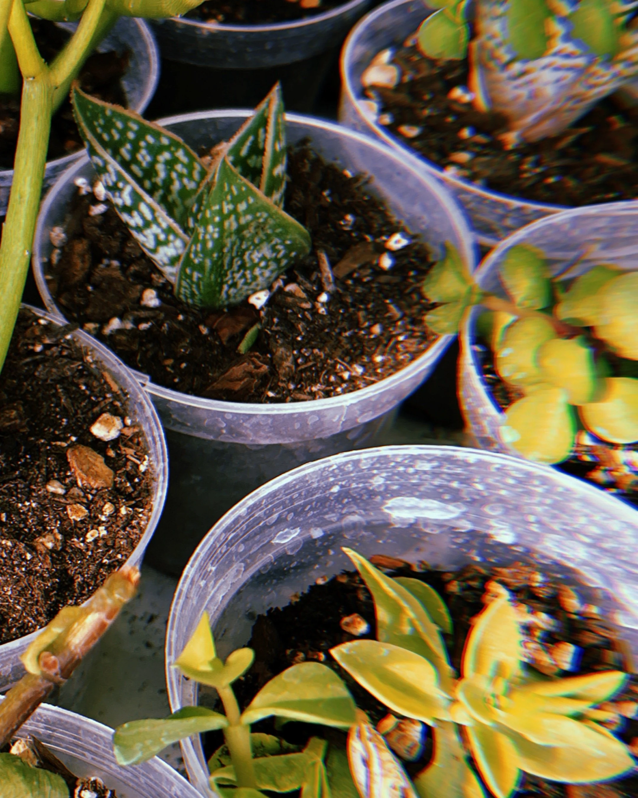 Small pots of succulent plants with variegated green and yellow leaves.