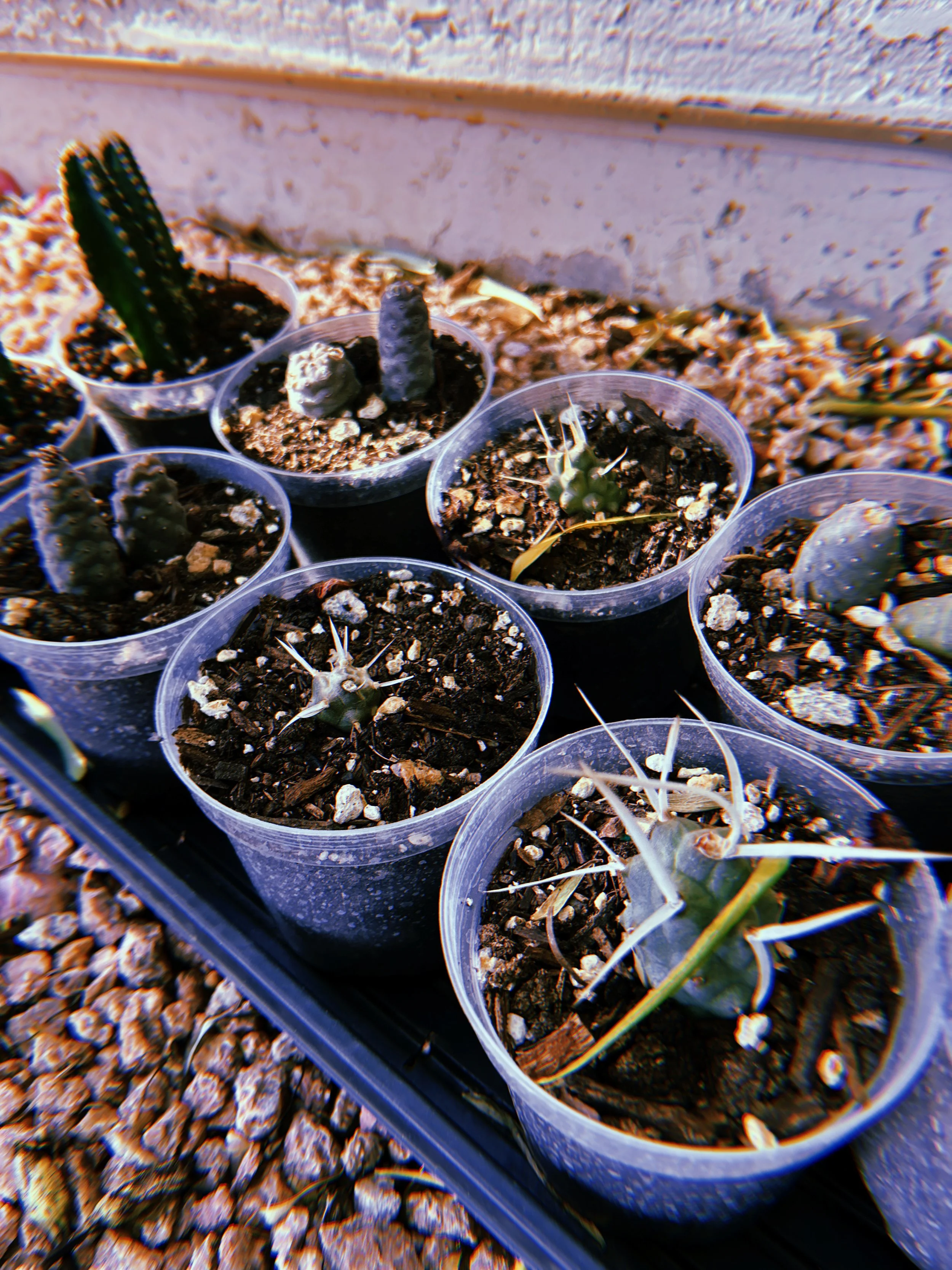 Small potted cacti with varying shapes and sizes placed on a tray outdoors, with gravel ground and a wall in the background.