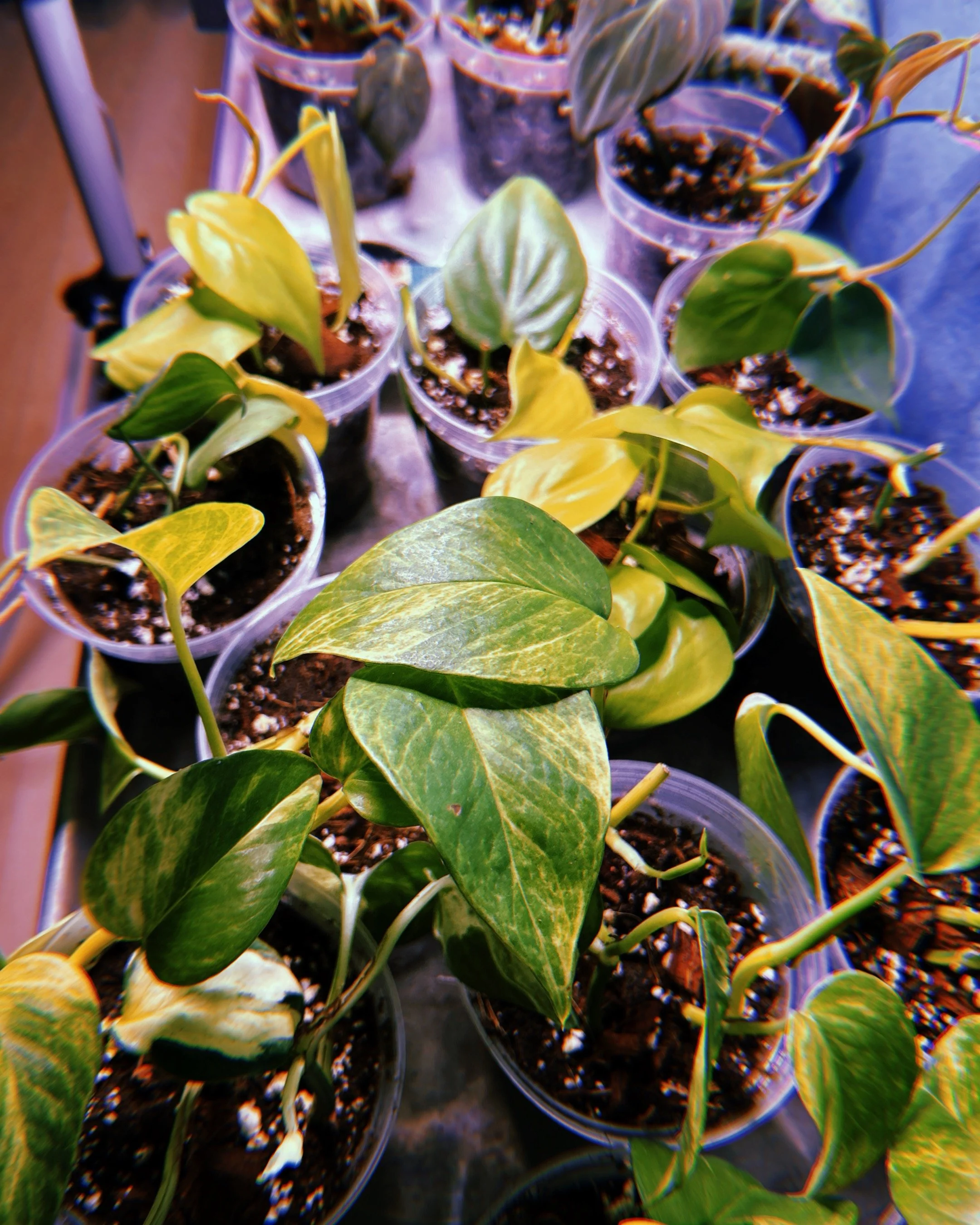 Multiple potted pothos plants with variegated green and yellow leaves on a table.
