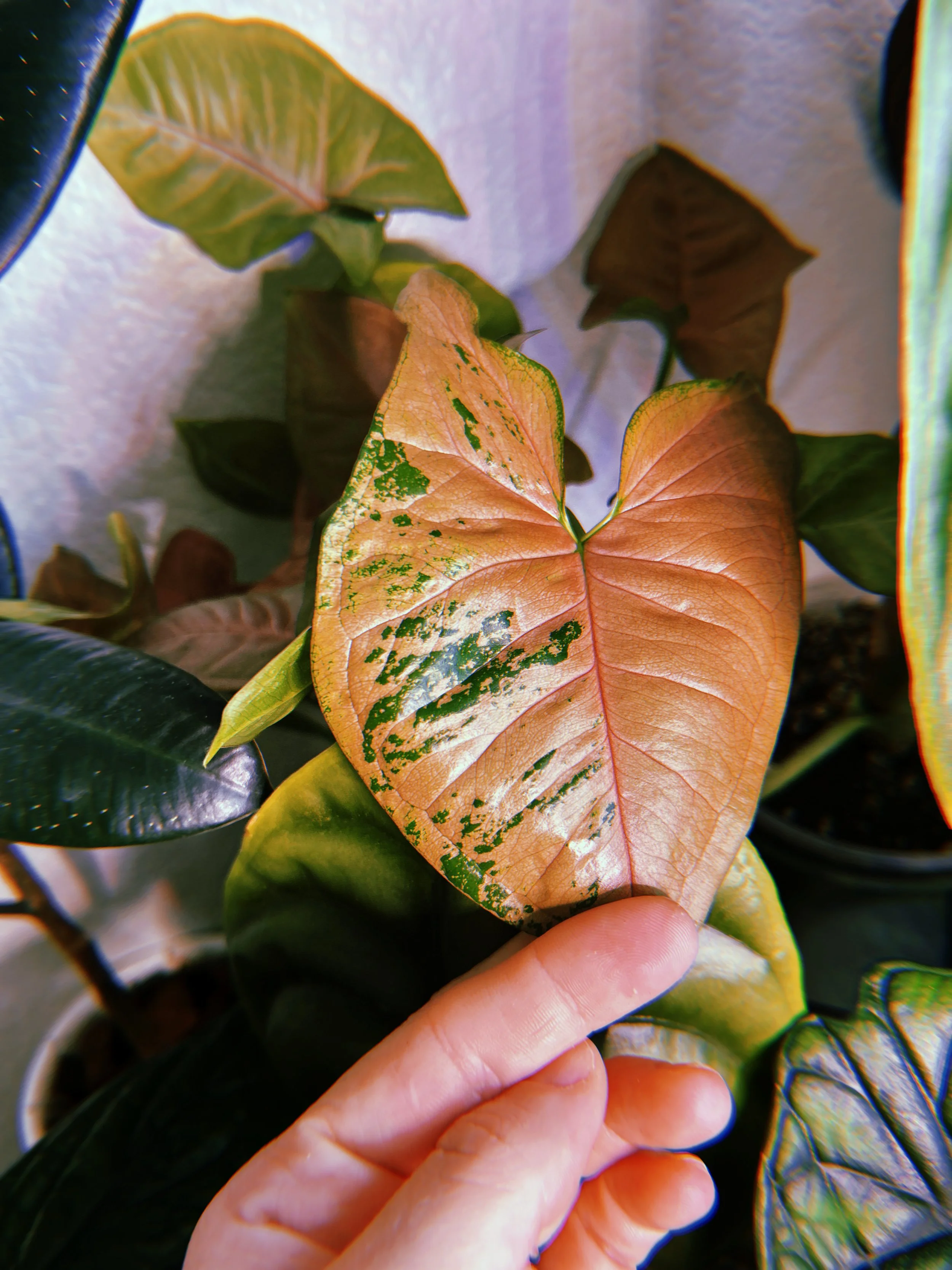 Close-up of a hand holding a reddish-brown and green variegated leaf with dark green patches, surrounded by other green and brown leaves.