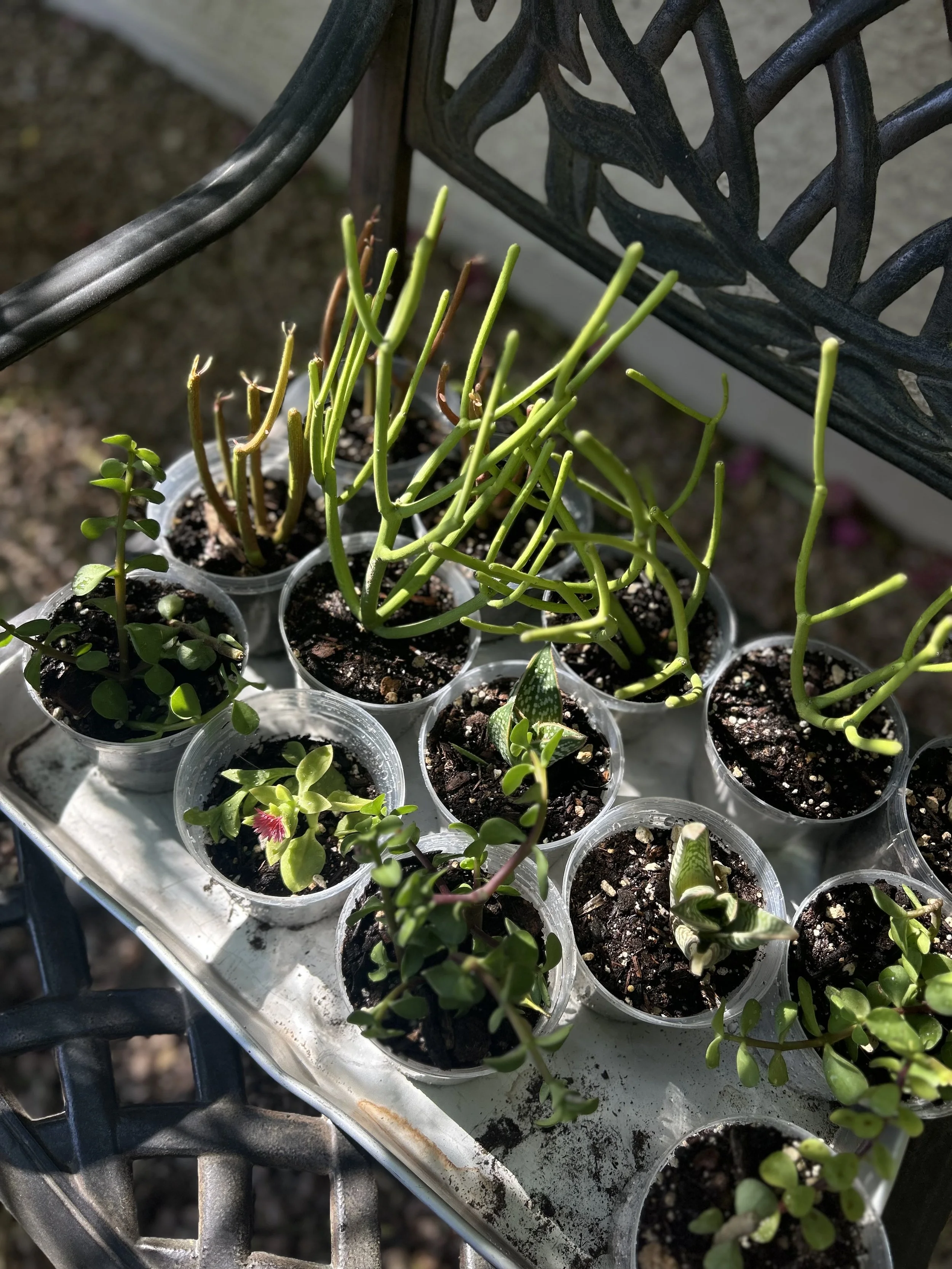Multiple small potted plants placed on a metal tray outdoors, showing various stages of growth with some long, thin stems and small green leaves.