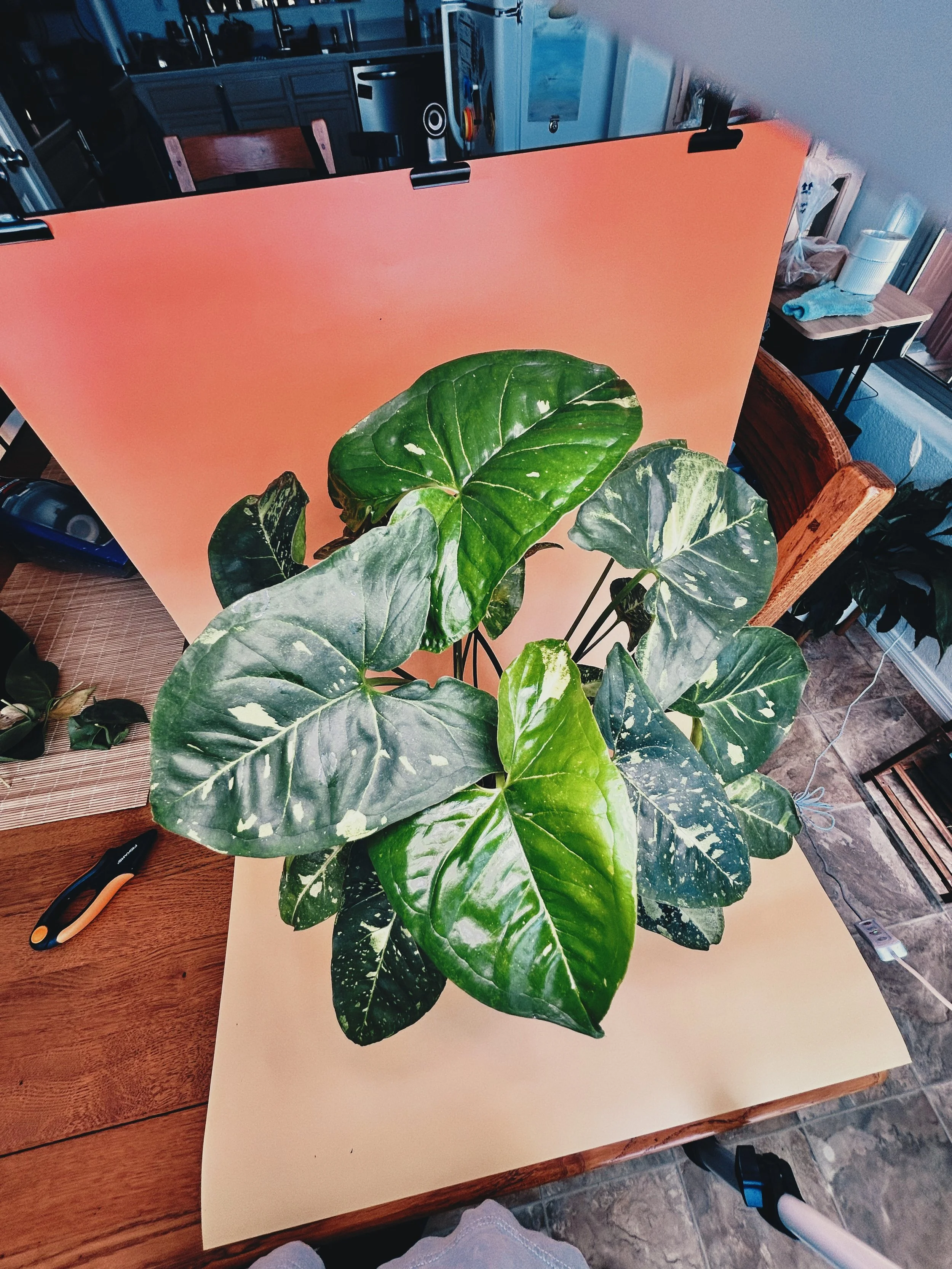 A potted green plant with large, broad leaves placed on a wooden table with a peach-colored backdrop behind it.