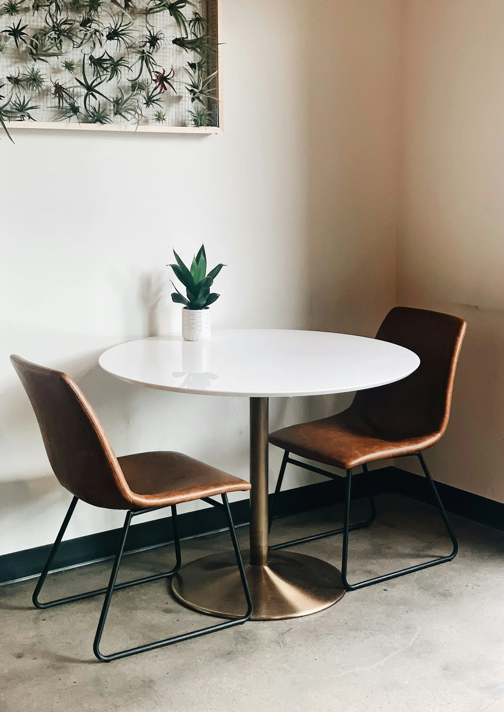 A cozy corner with a small white round table with a green plant in a white textured pot, two brown chairs with black metal legs, and a wall decorated with a framed display of various air plants.