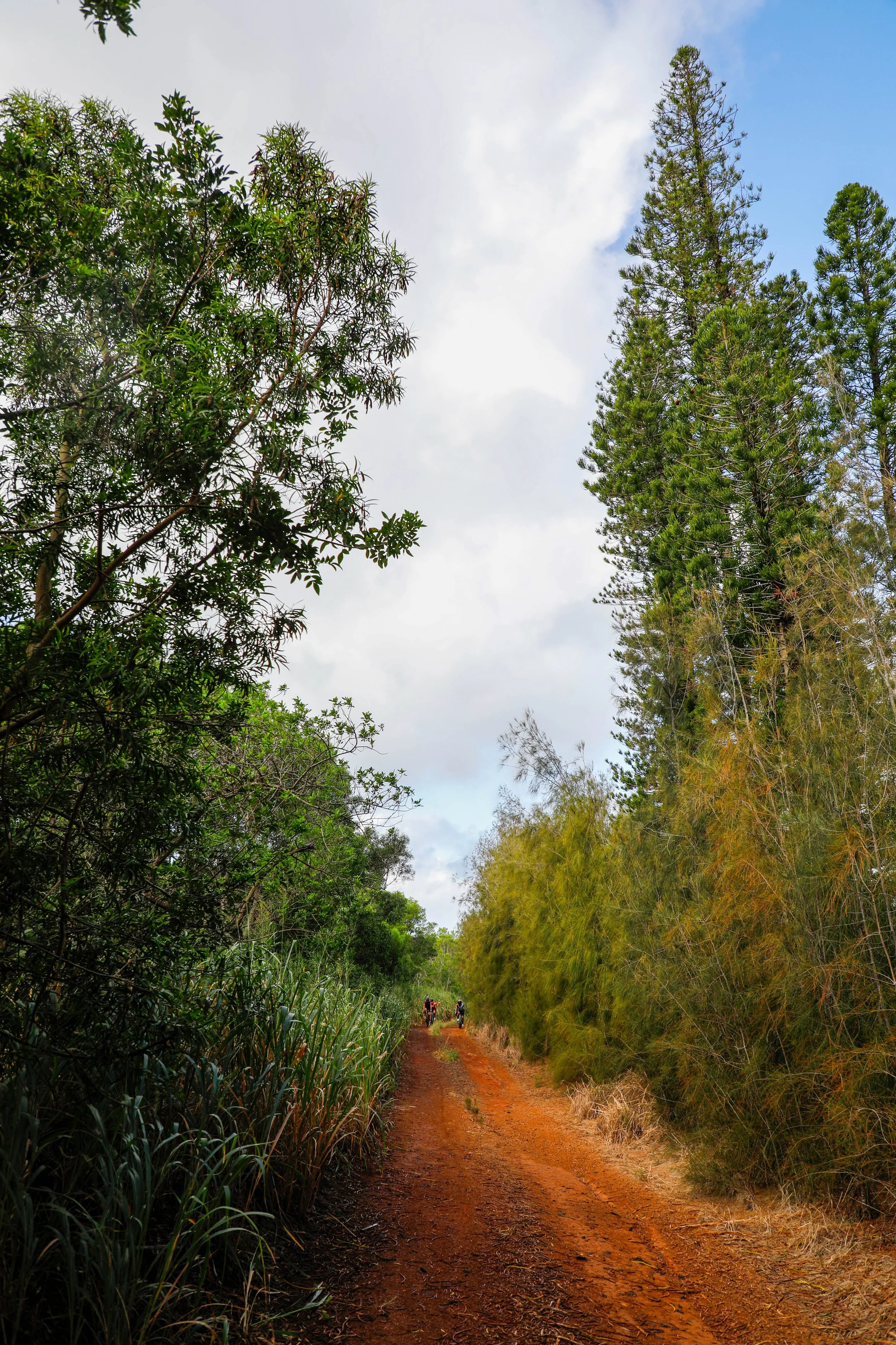 Dirt path through forested area with tall trees and green foliage, cyclists in the distance. Aloha Gravel