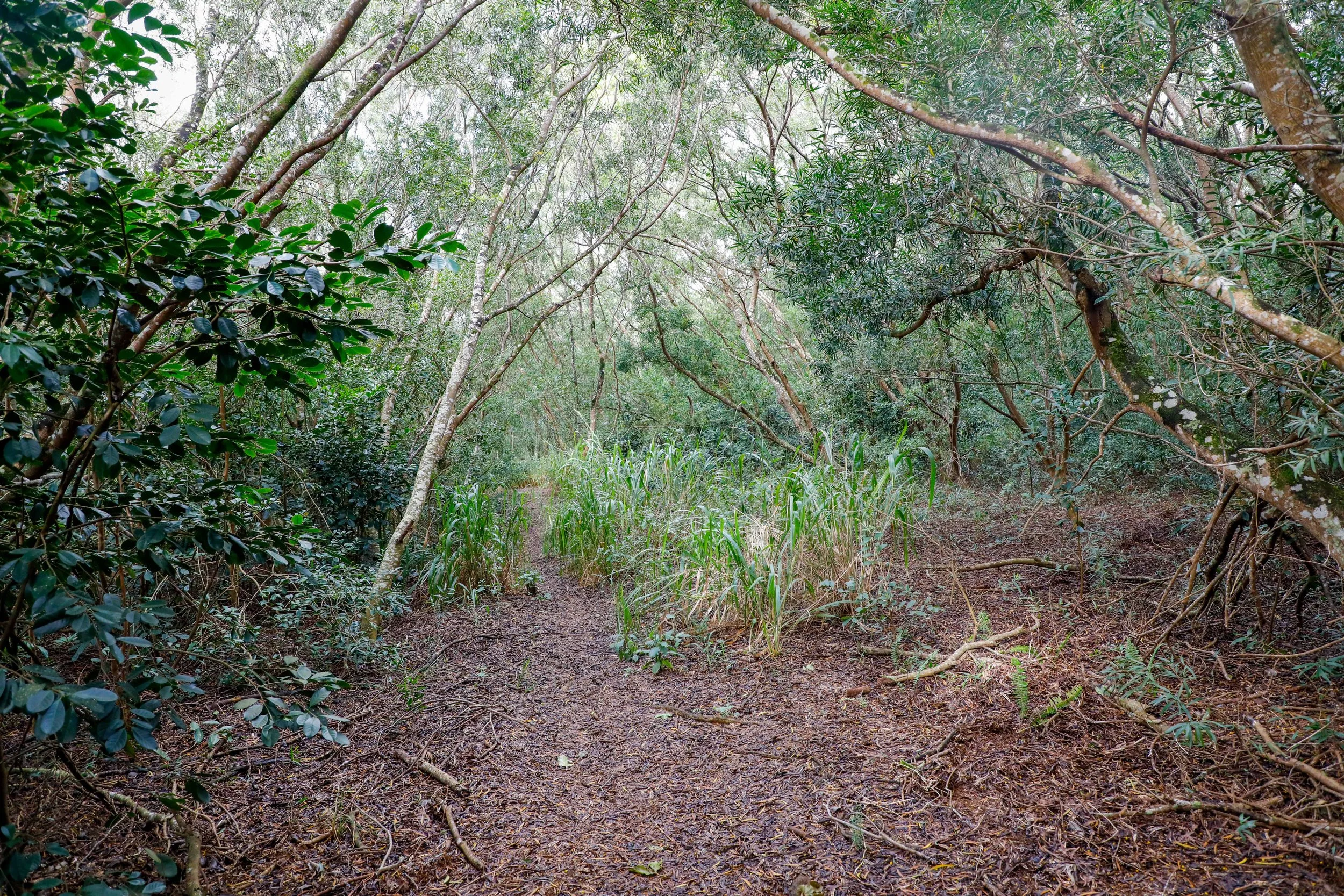 Woodland path with trees and lush greenery Aloha Gravel. Hawaii Bike Race. Hawaii Gravel Bike